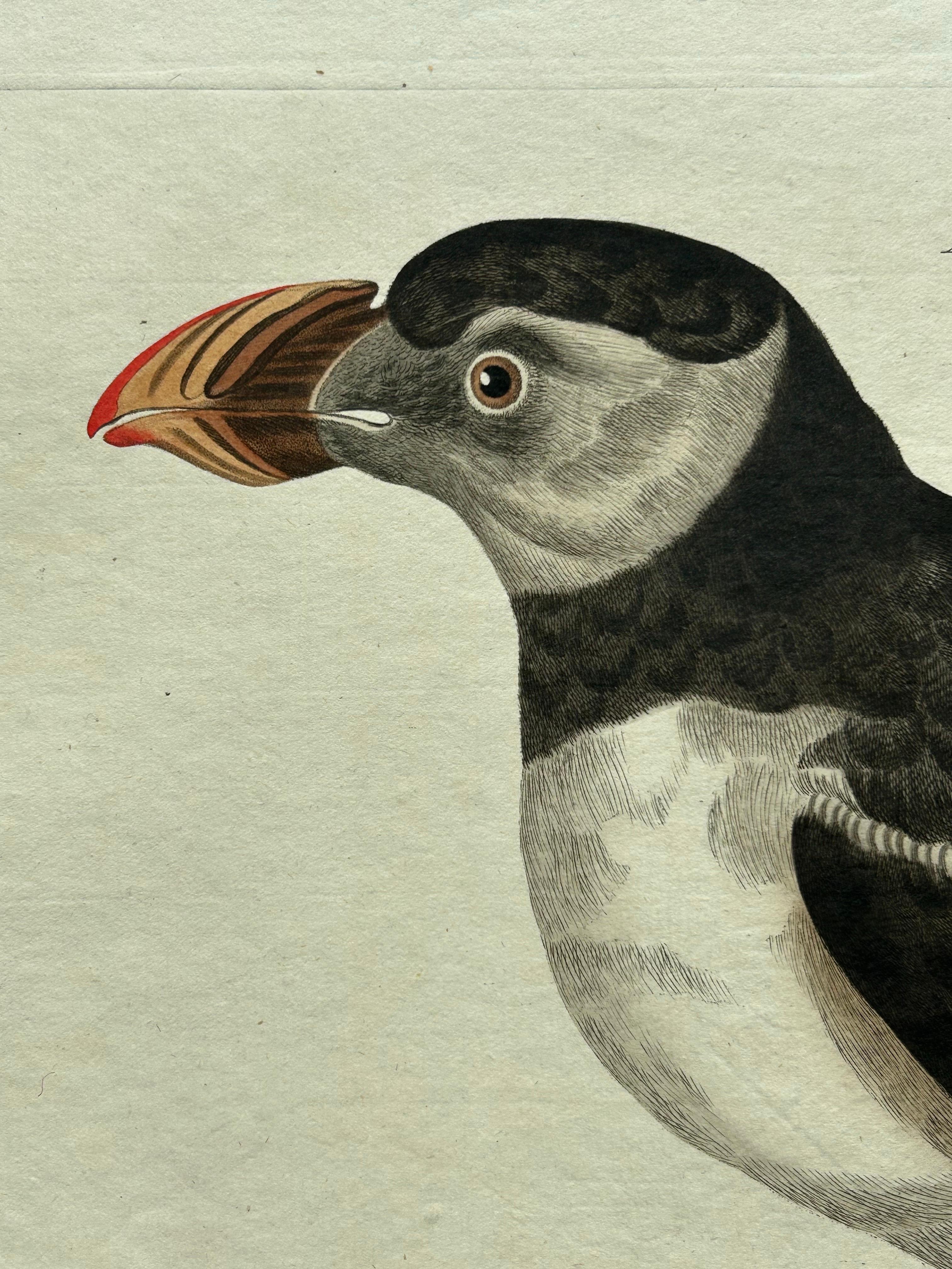 Néerlandais Impression ancienne d'oiseaux de l'Atlantique Puffin par Sepp & Nozeman, 1809 en vente