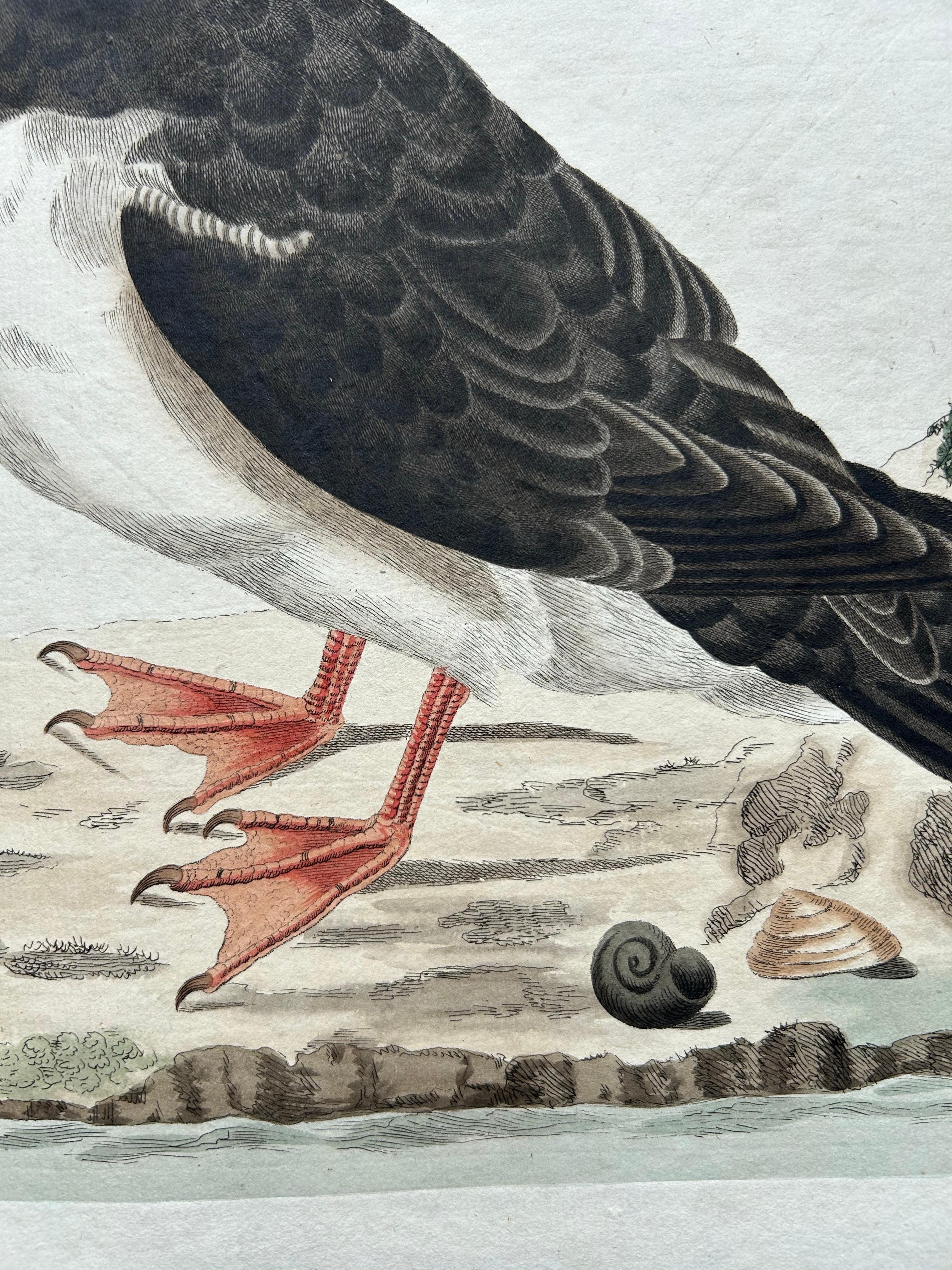 Impression ancienne d'oiseaux de l'Atlantique Puffin par Sepp & Nozeman, 1809 Bon état - En vente à Langweer, NL
