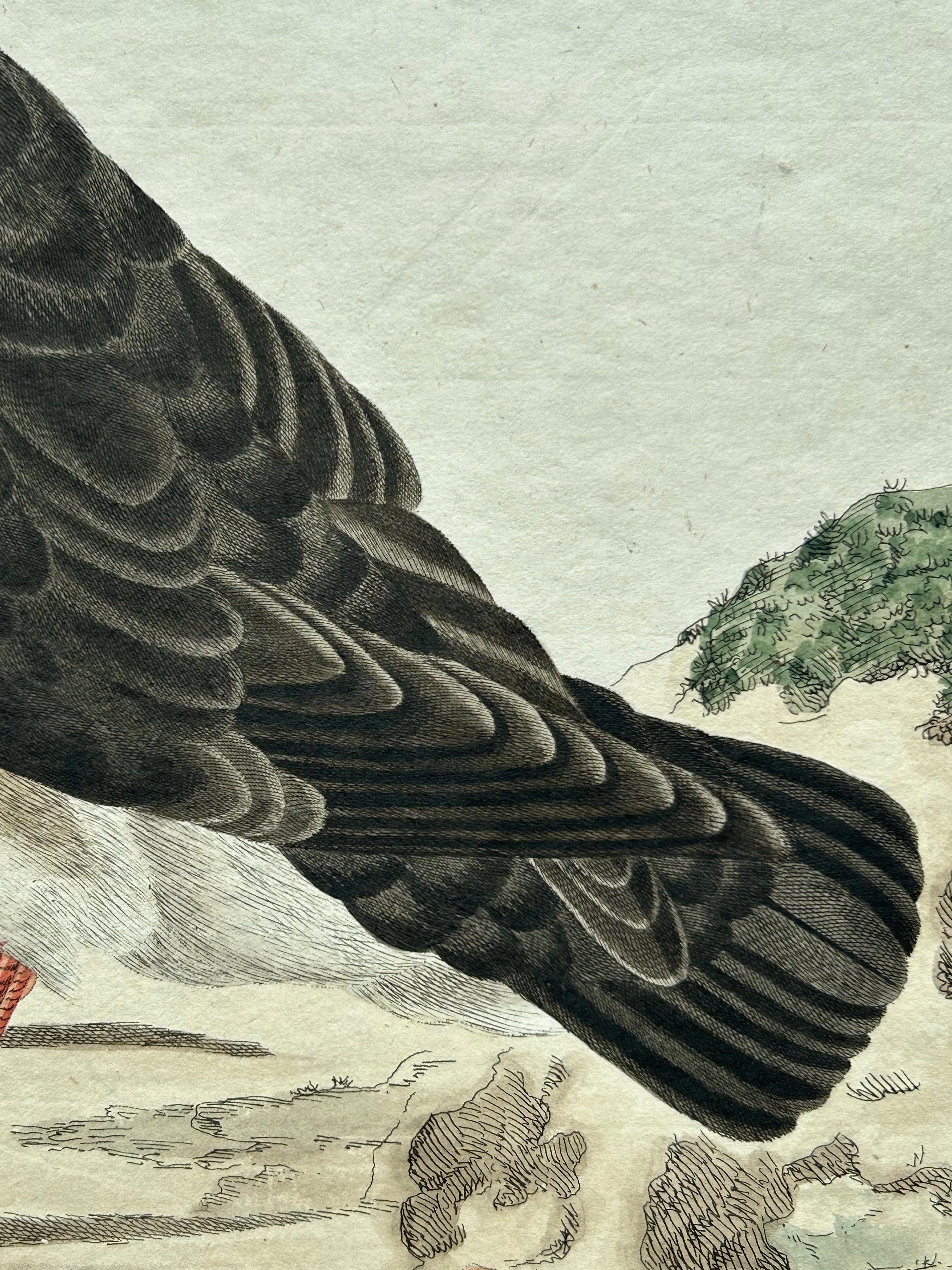 Gravé Impression ancienne d'oiseaux de l'Atlantique Puffin par Sepp & Nozeman, 1809 en vente