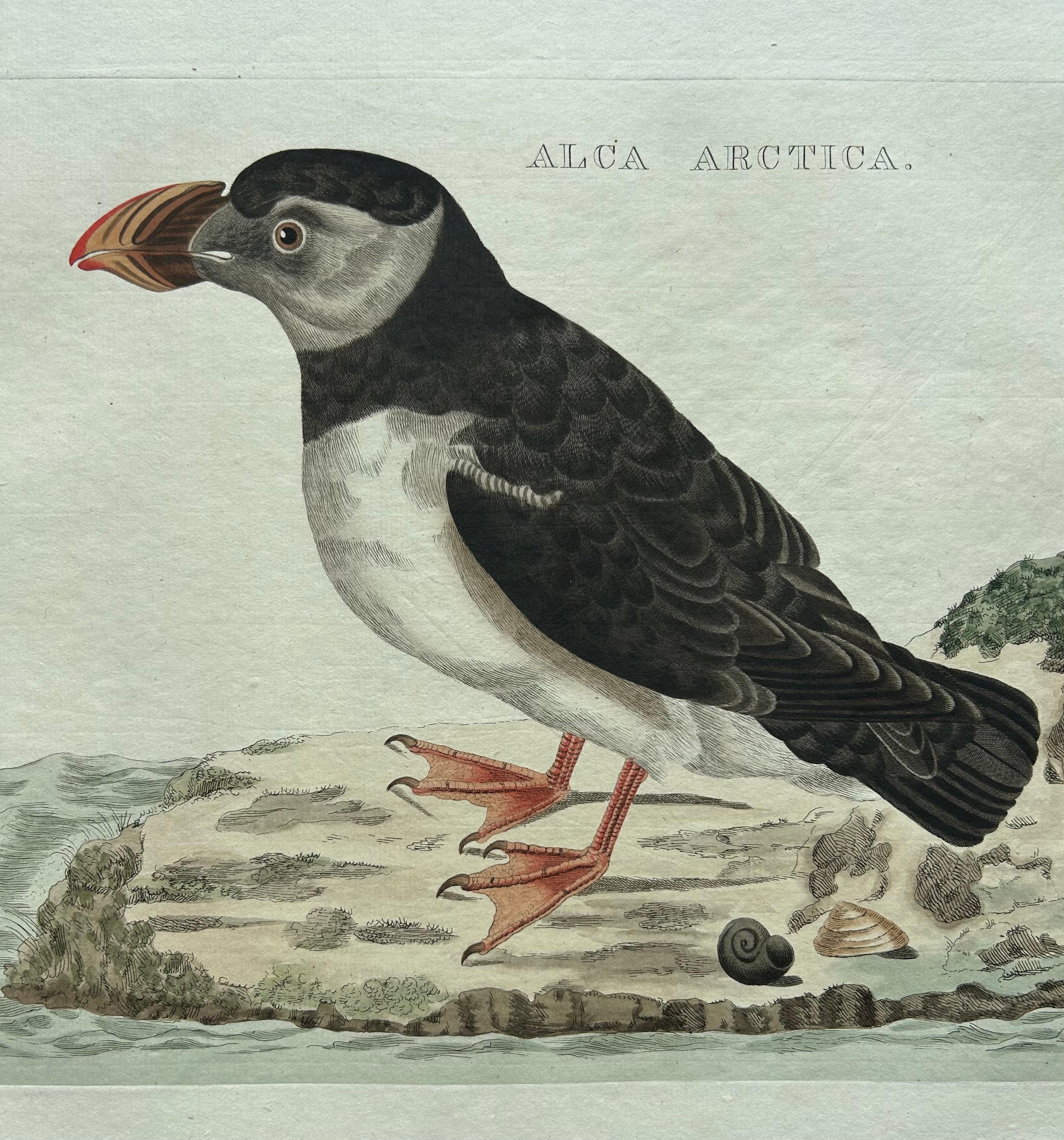 Papier Impression ancienne d'oiseaux de l'Atlantique Puffin par Sepp & Nozeman, 1809 en vente