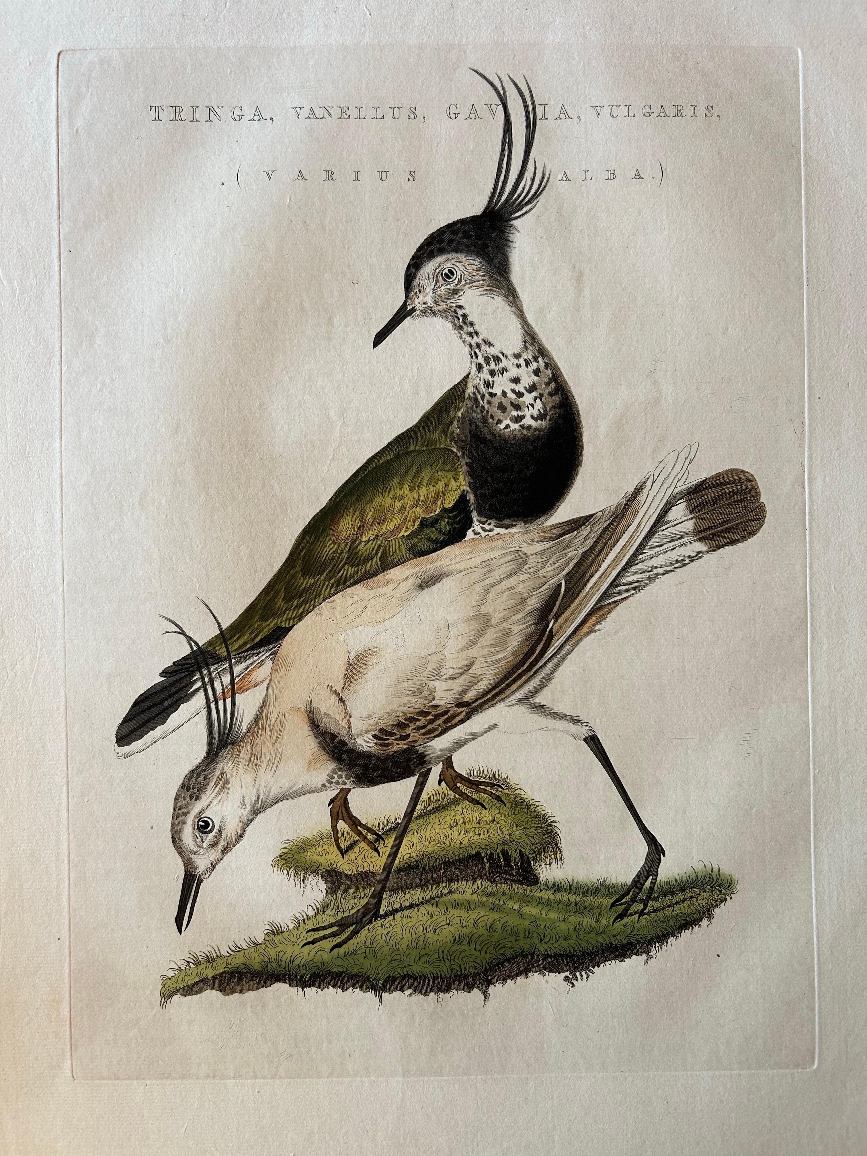 Tringa vanellus – Northern Lapwing (Kievit/Ljip) by Nozeman & Sepp, 1809

This finely hand-coloured copper engraving shows the northern lapwing (Vanellus vanellus) in a rare white (leucistic) form, labelled on the plate Tringa vanellus, Gavia