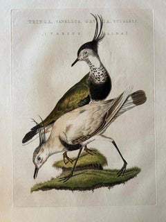 Tringa vanellus – Northern Lapwing (Kievit/Ljip) by Nozeman & Sepp, 1809