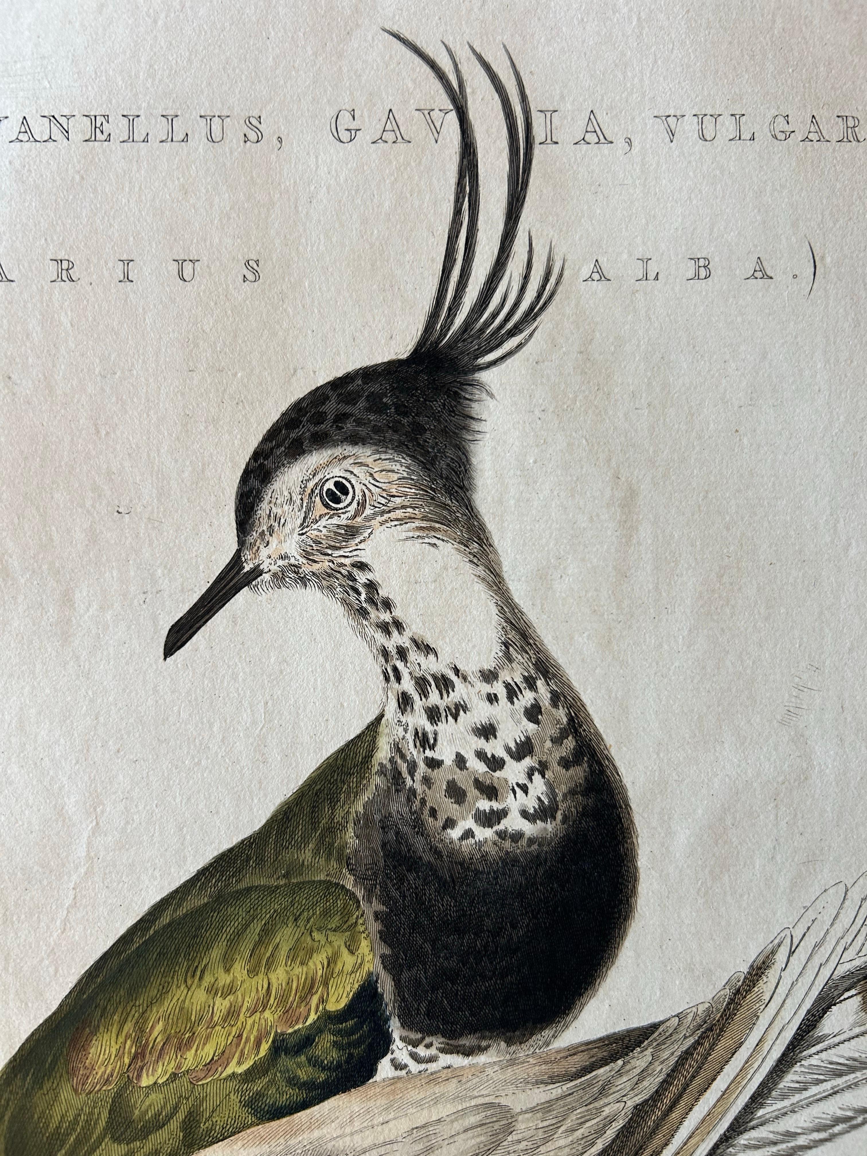 Dutch Tringa vanellus – Northern Lapwing (Kievit/Ljip) by Nozeman & Sepp, 1809 For Sale
