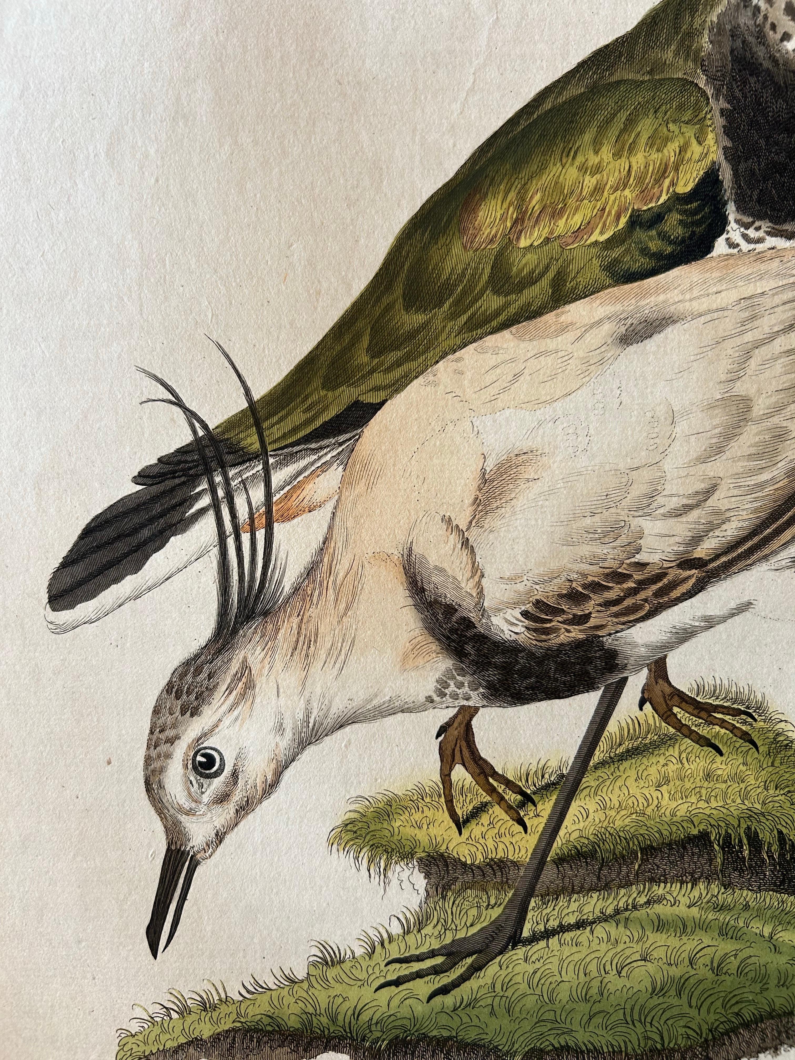 Tringa vanellus – Northern Lapwing (Kievit/Ljip) by Nozeman & Sepp, 1809 In Good Condition For Sale In Langweer, NL