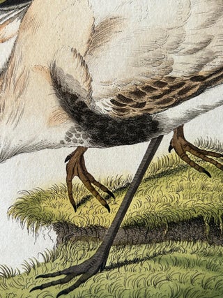 Tringa vanellus, Northern Lapwing (Kievit/Ljip) by Nozeman & Sepp, 1809, view 5