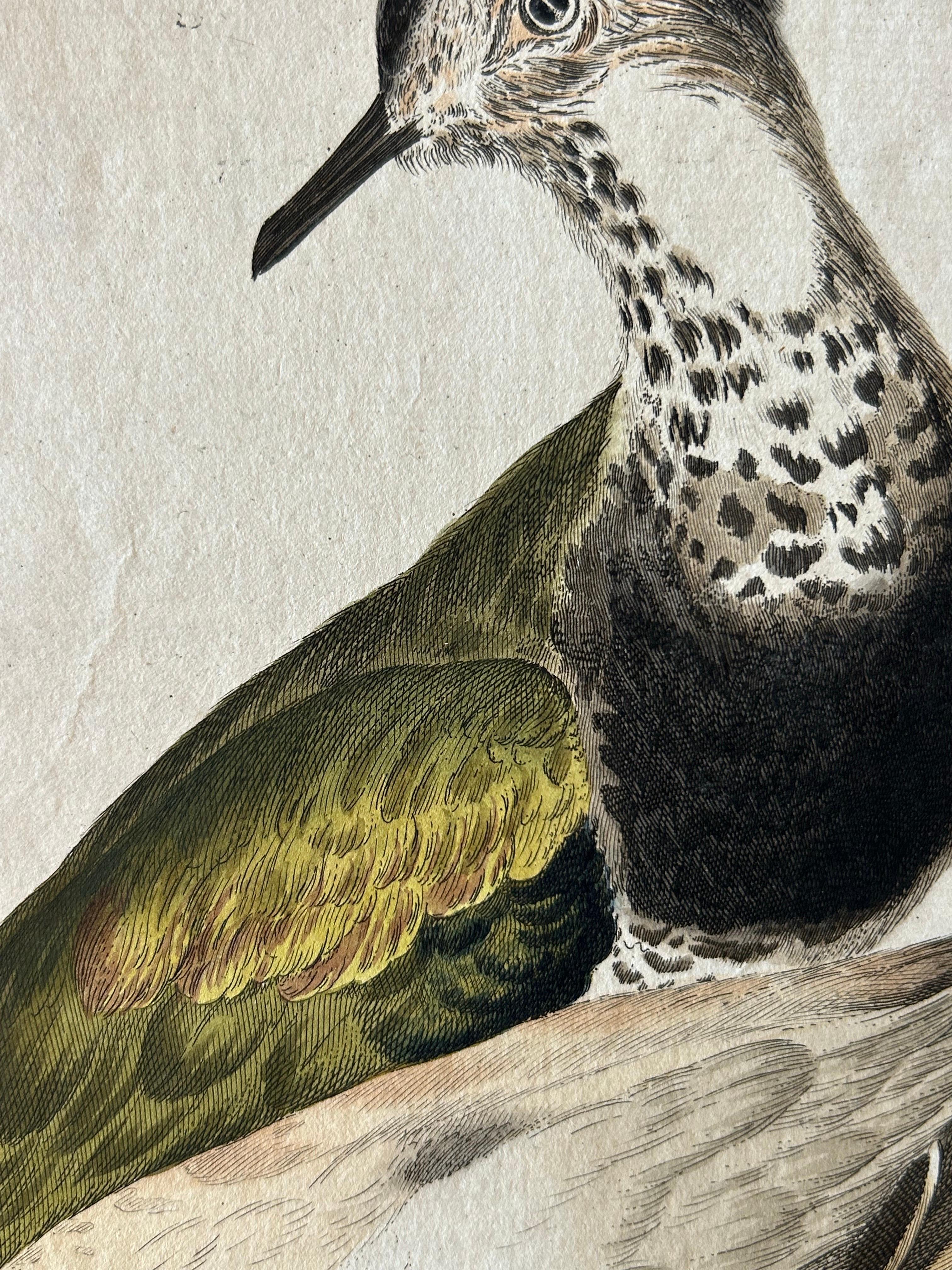 Paper Tringa vanellus – Northern Lapwing (Kievit/Ljip) by Nozeman & Sepp, 1809 For Sale