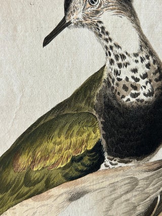 Tringa vanellus, Northern Lapwing (Kievit/Ljip) by Nozeman & Sepp, 1809, view 6