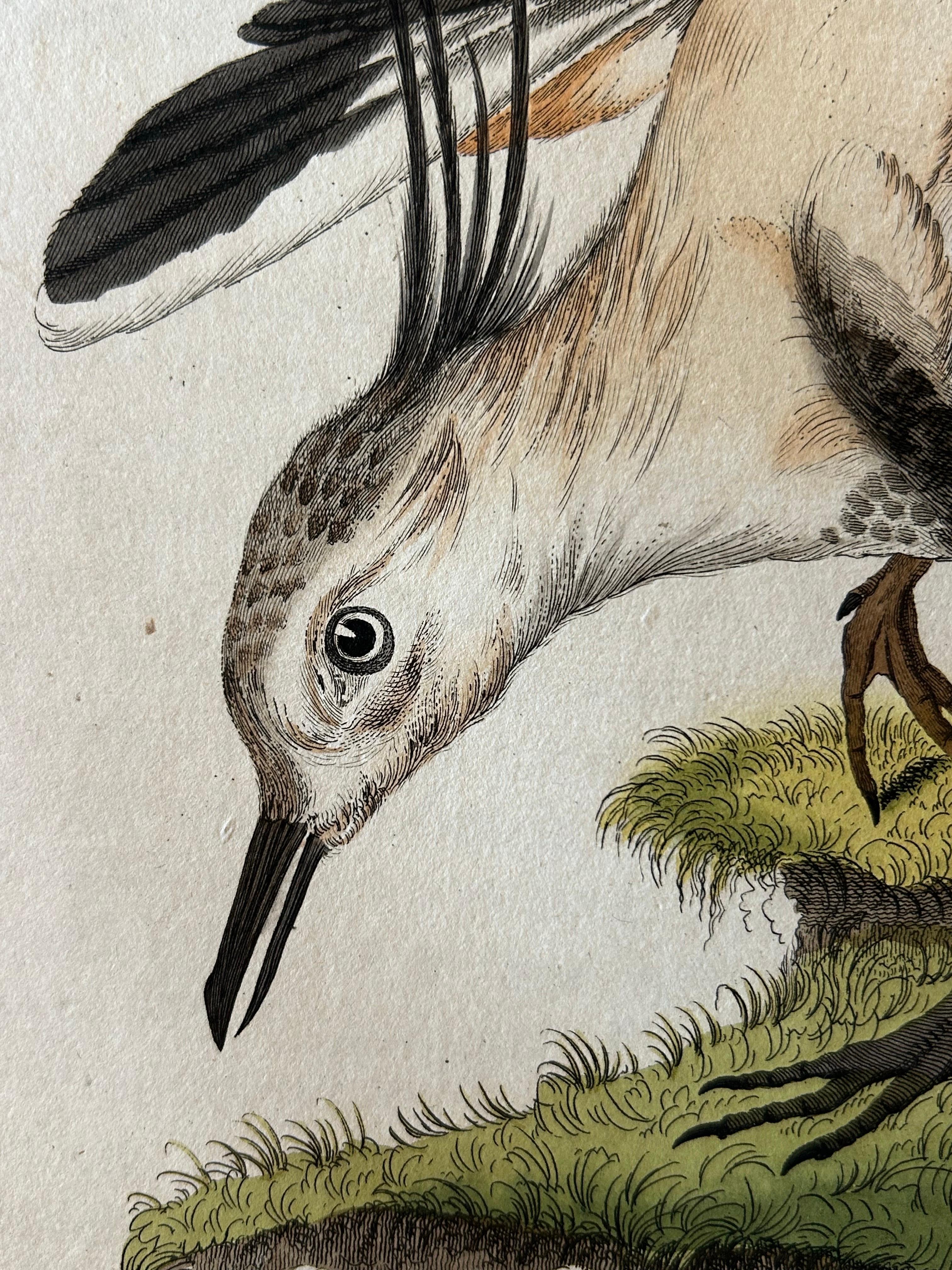 Tringa vanellus – Northern Lapwing (Kievit/Ljip) by Nozeman & Sepp, 1809 For Sale 1