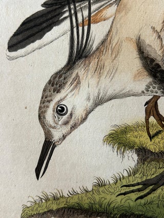 Tringa vanellus, Northern Lapwing (Kievit/Ljip) by Nozeman & Sepp, 1809, view 7