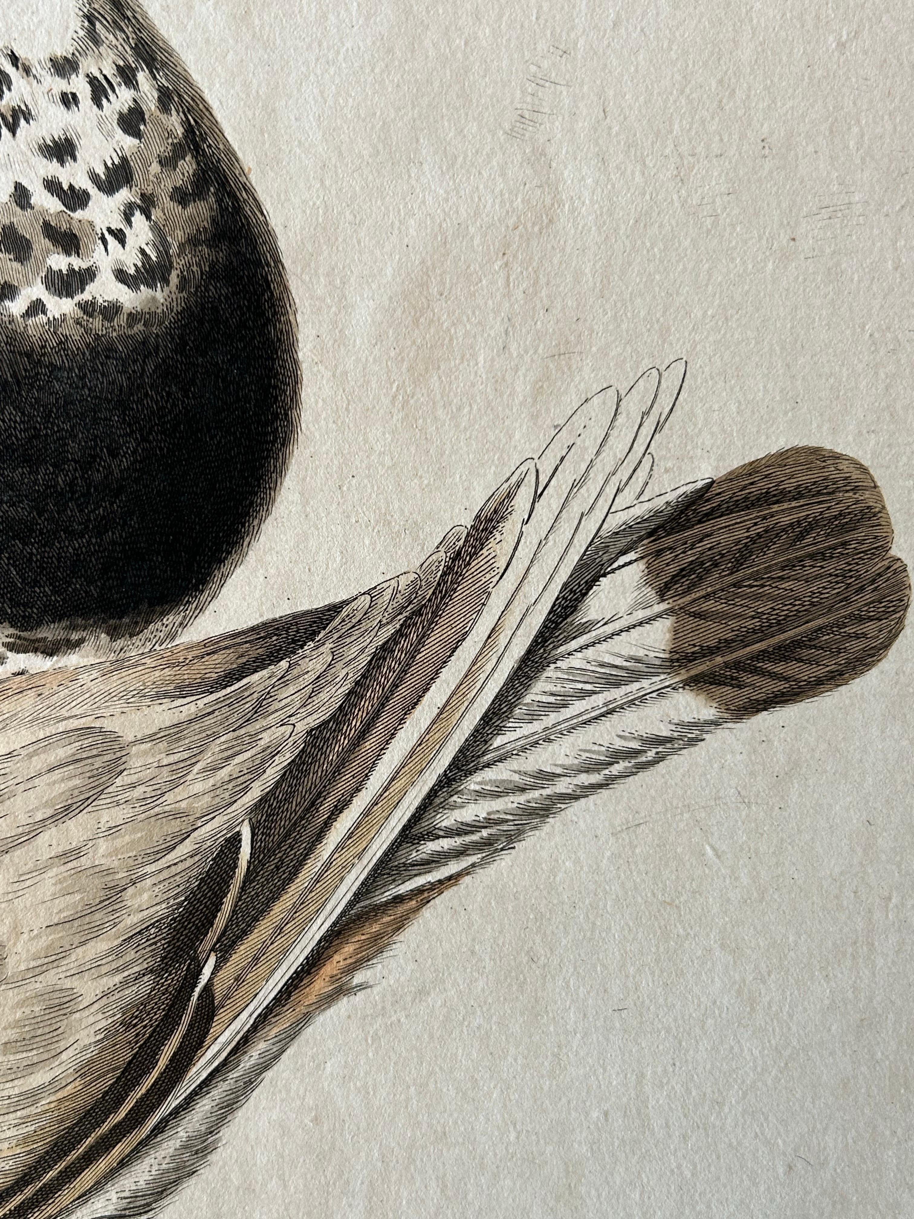 Tringa vanellus – Northern Lapwing (Kievit/Ljip) by Nozeman & Sepp, 1809 For Sale 2