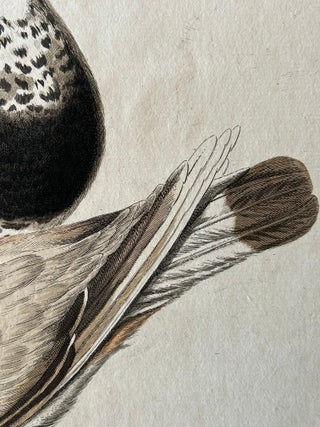 Tringa vanellus, Northern Lapwing (Kievit/Ljip) by Nozeman & Sepp, 1809, view 8