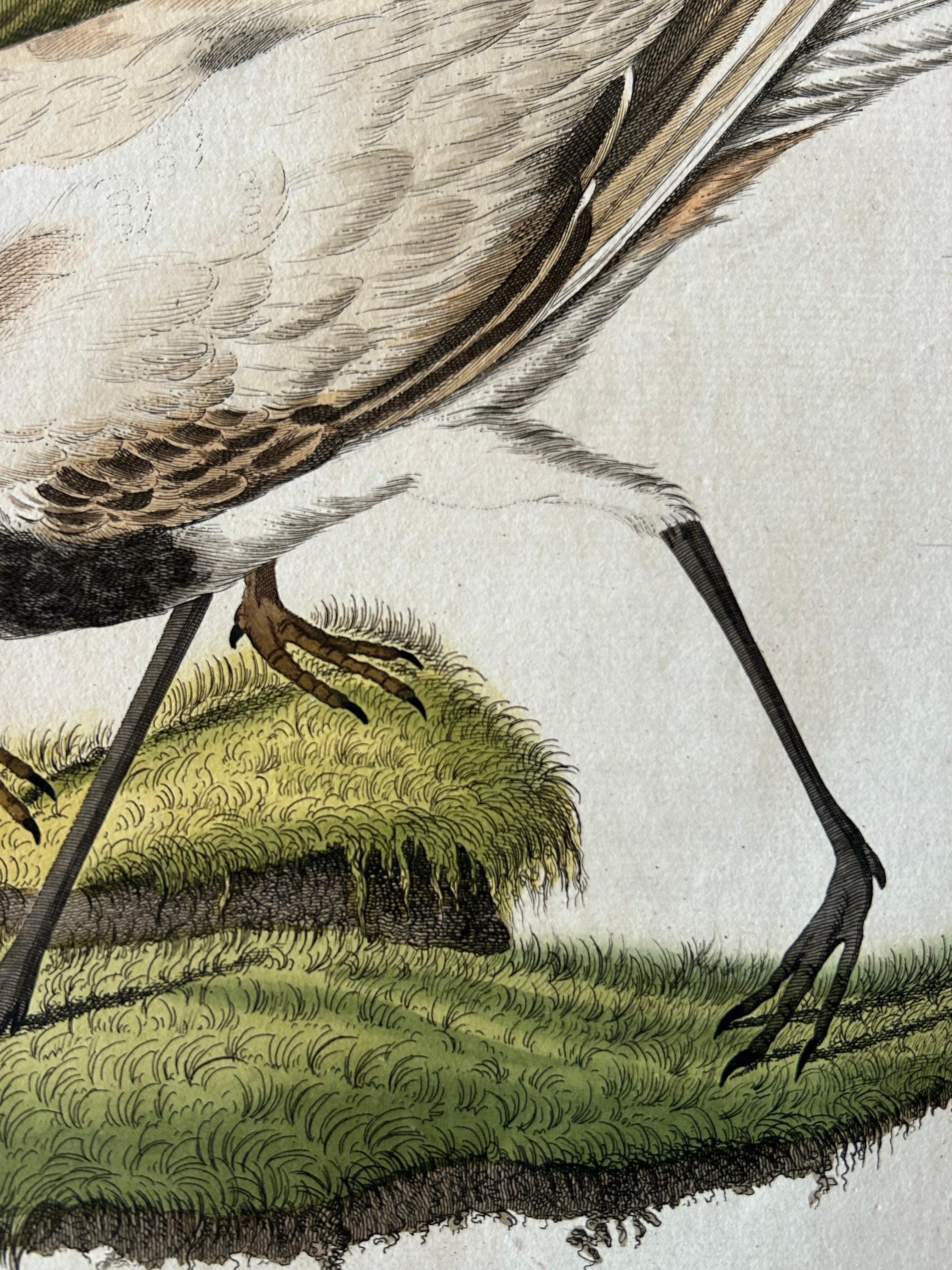 Tringa vanellus – Northern Lapwing (Kievit/Ljip) by Nozeman & Sepp, 1809 For Sale 3