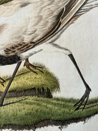 Tringa vanellus, Northern Lapwing (Kievit/Ljip) by Nozeman & Sepp, 1809, view 9