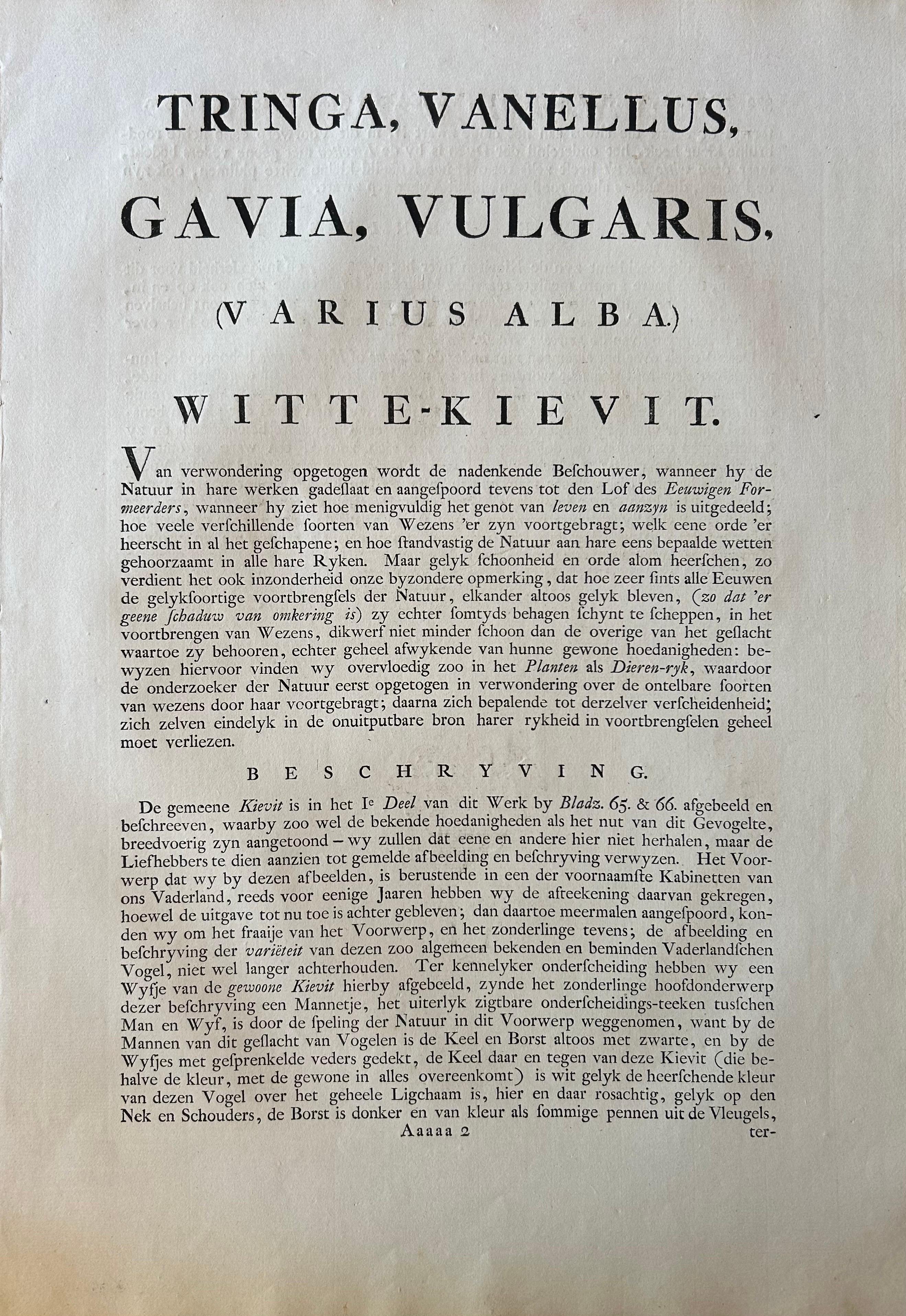 Tringa vanellus – Northern Lapwing (Kievit/Ljip) by Nozeman & Sepp, 1809 For Sale 4