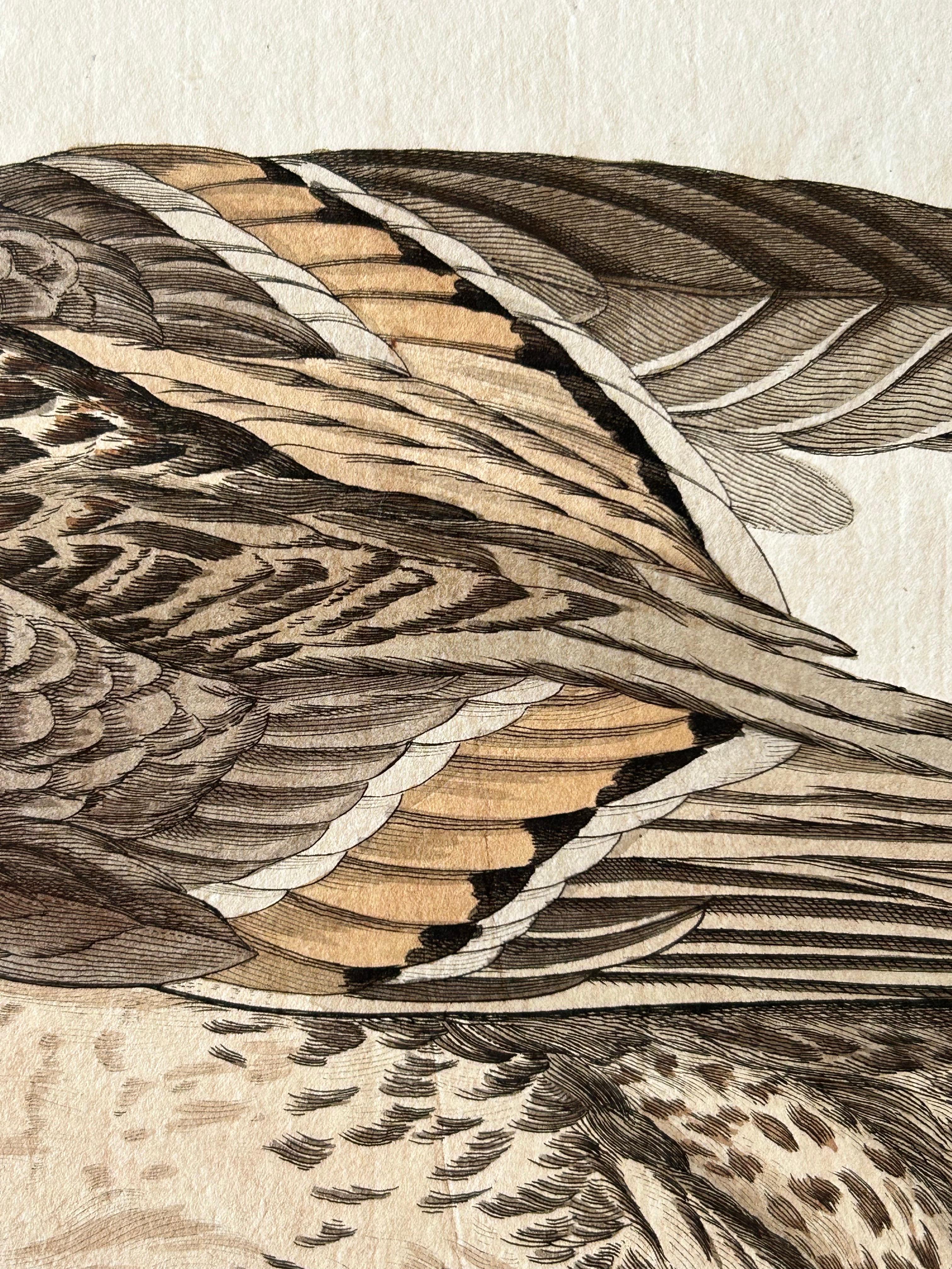 Dutch Anas acuta foemina – Northern Pintail Female with Egg by Nozeman & Sepp, 1789 For Sale