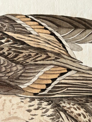 Anas acuta foemina, Northern Pintail Female with Egg by Nozeman & Sepp, 1789, view 3