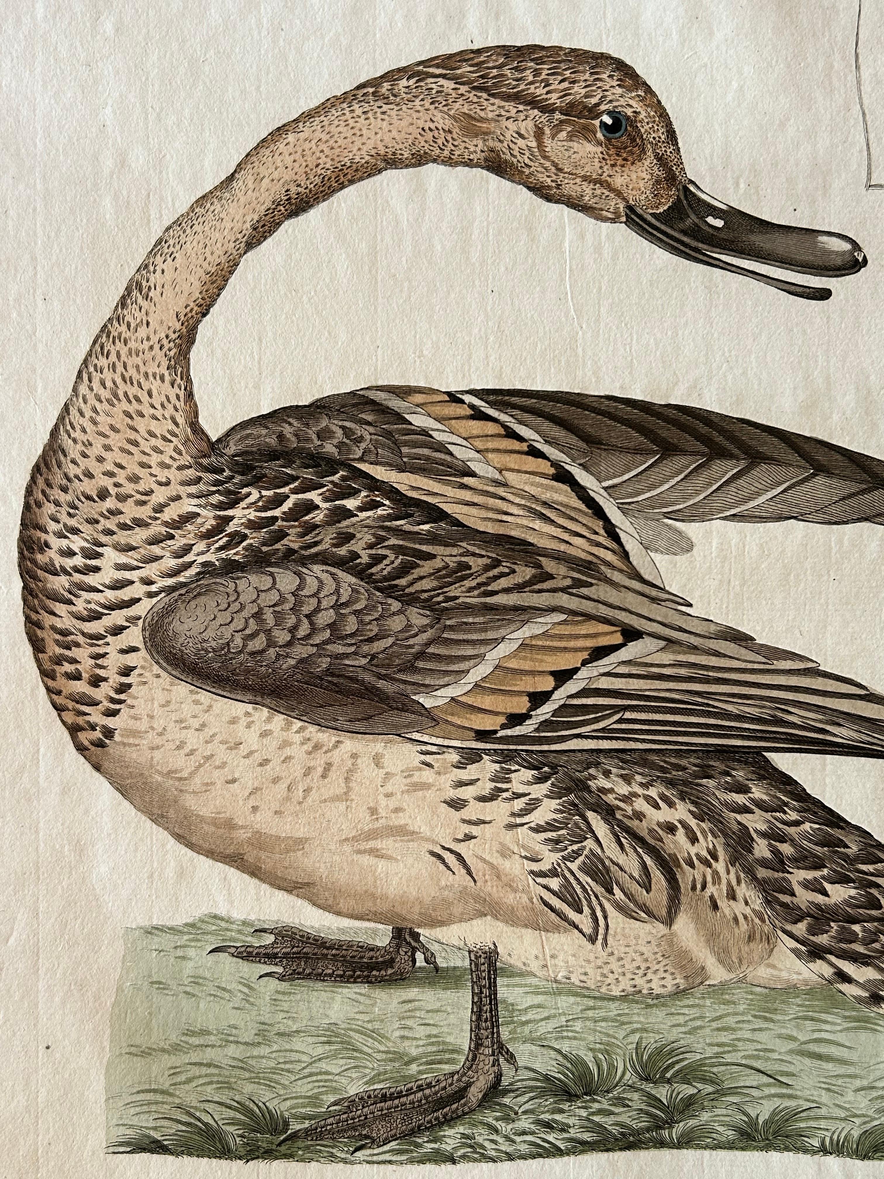 Anas acuta foemina - Antique Northern Pintail Female with Egg by Nozeman and Sepp 1789

This finely hand-coloured copperplate engraving depicts the female Northern Pintail (Anas acuta) with an inset of the characteristic pale egg. The artist