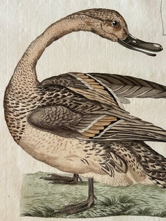 Anas acuta foemina – Northern Pintail Female with Egg by Nozeman & Sepp, 1789