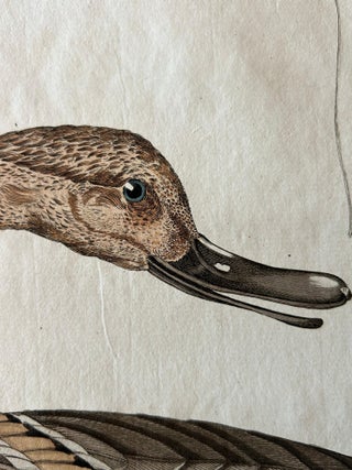 Anas acuta foemina, Northern Pintail Female with Egg by Nozeman & Sepp, 1789, view 4
