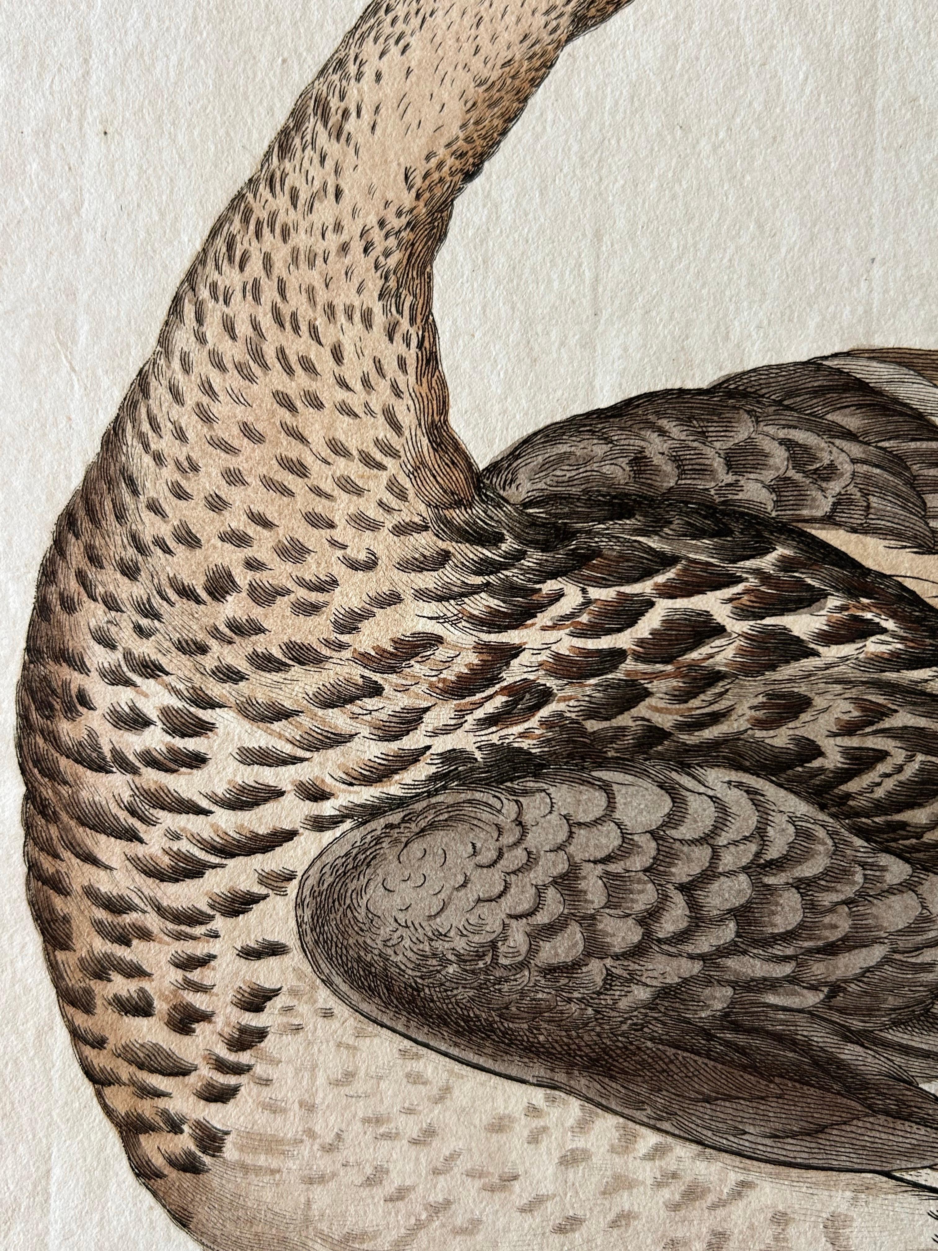 18th Century and Earlier Anas acuta foemina – Northern Pintail Female with Egg by Nozeman & Sepp, 1789 For Sale