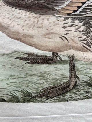 Anas acuta foemina, Northern Pintail Female with Egg by Nozeman & Sepp, 1789, view 7