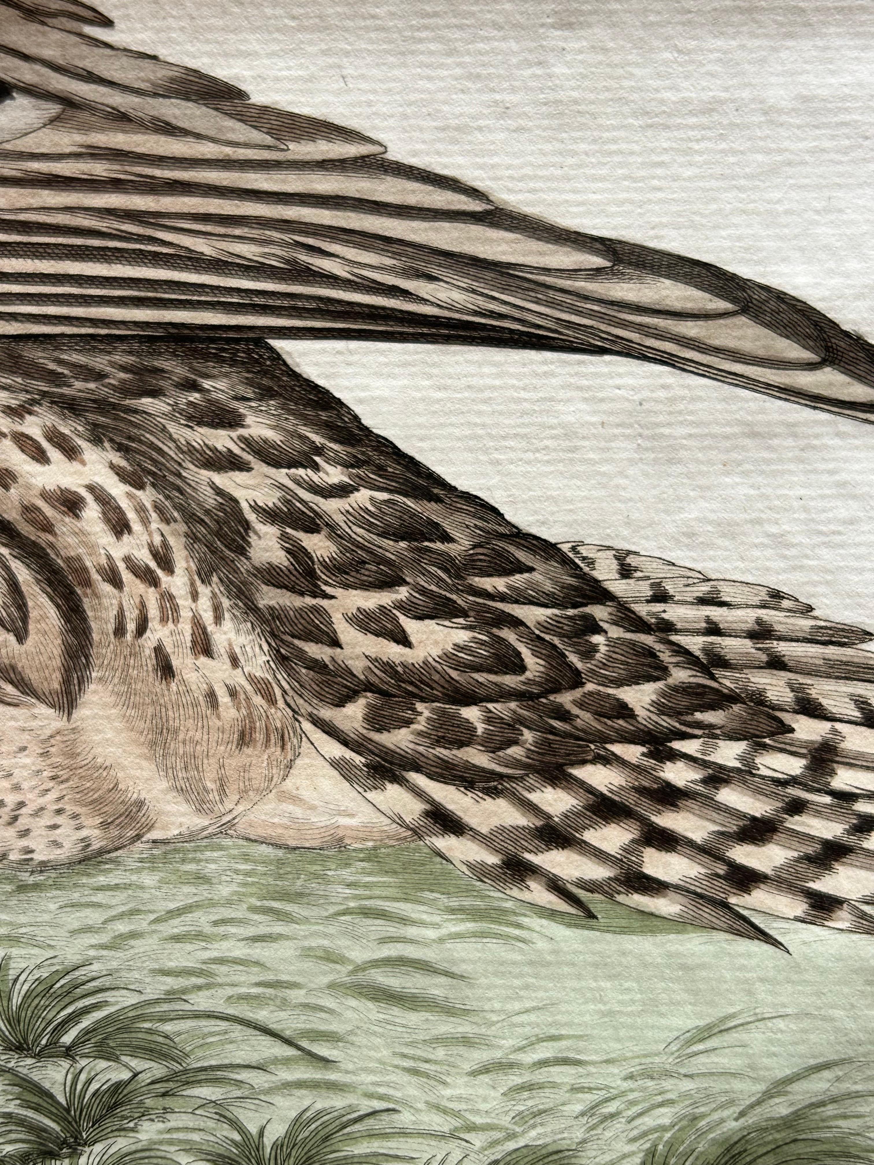 Anas acuta foemina – Northern Pintail Female with Egg by Nozeman & Sepp, 1789 For Sale 2
