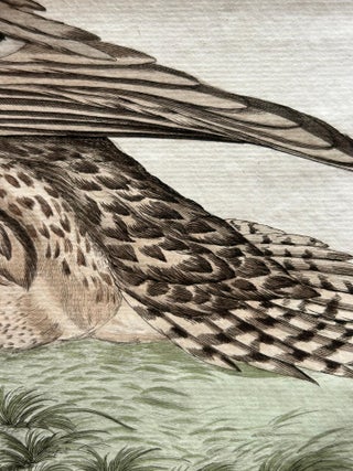 Anas acuta foemina, Northern Pintail Female with Egg by Nozeman & Sepp, 1789, view 8