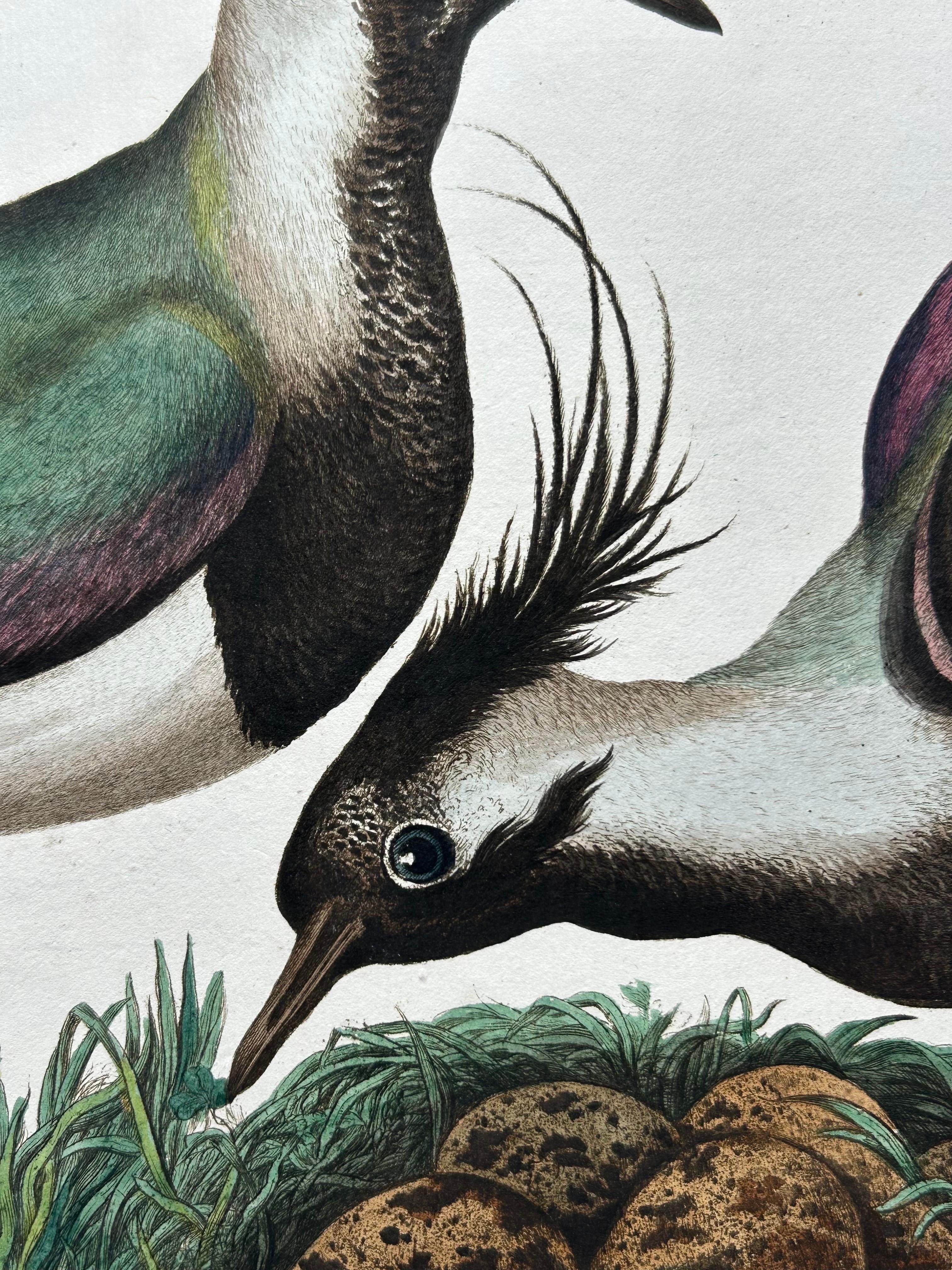 Paper Northern Lapwing Print – Tringa Vanellus Vulgaris by Nozeman and Sepp, 1770 For Sale