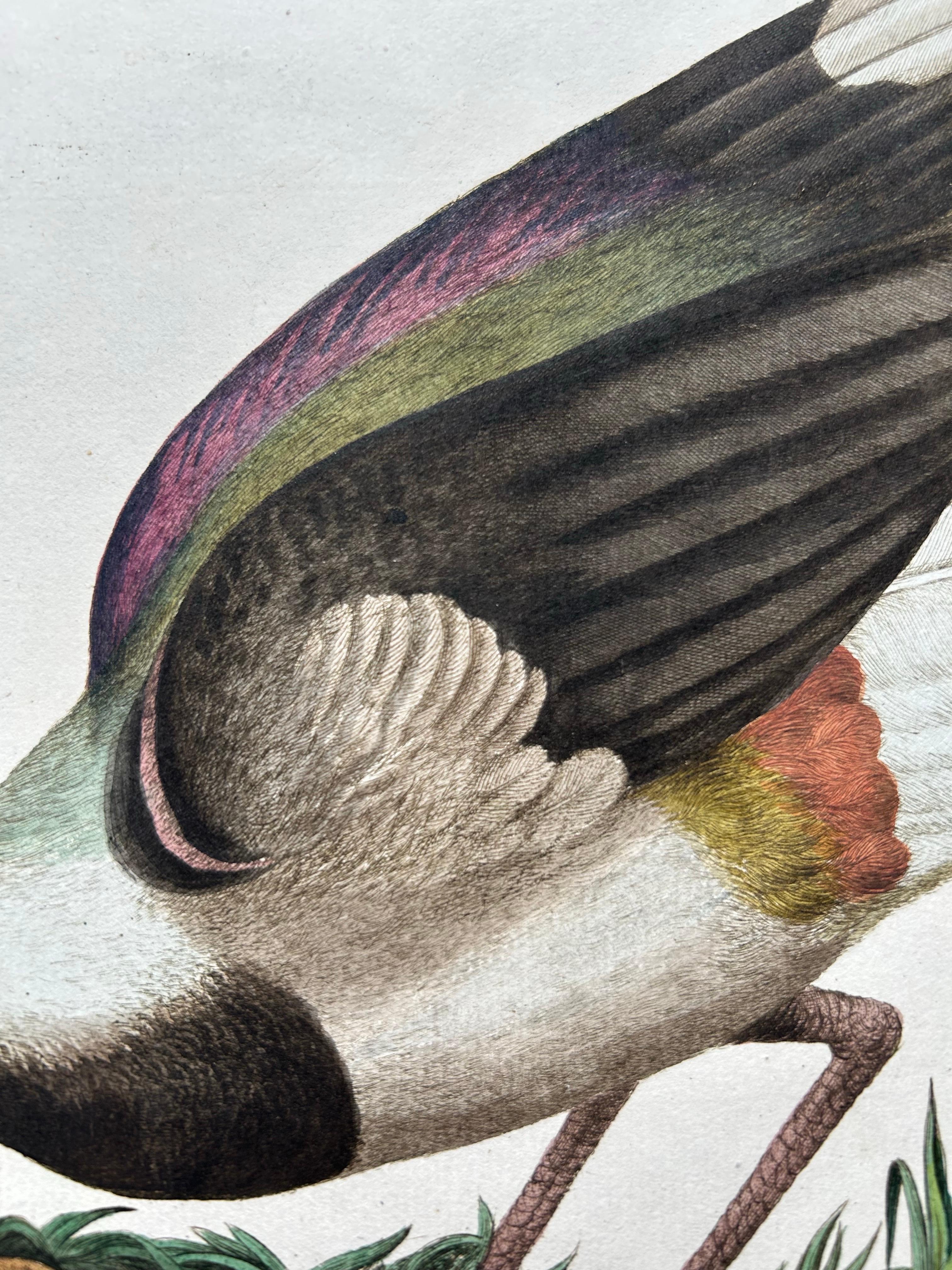 Northern Lapwing Print – Tringa Vanellus Vulgaris by Nozeman and Sepp, 1770 In Good Condition For Sale In Langweer, NL