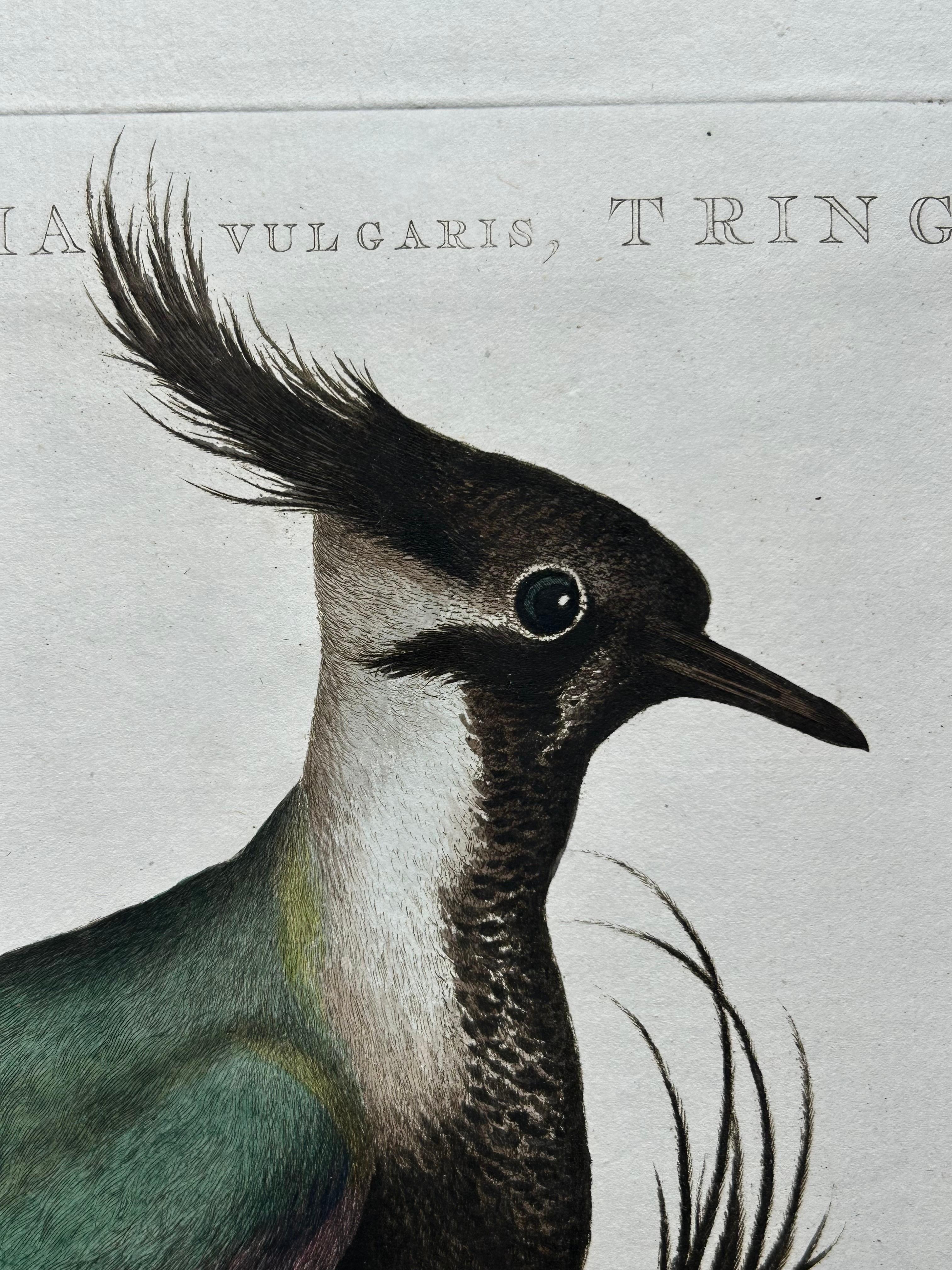 Northern Lapwing Print – Tringa Vanellus Vulgaris by Nozeman and Sepp, 1770 For Sale 1