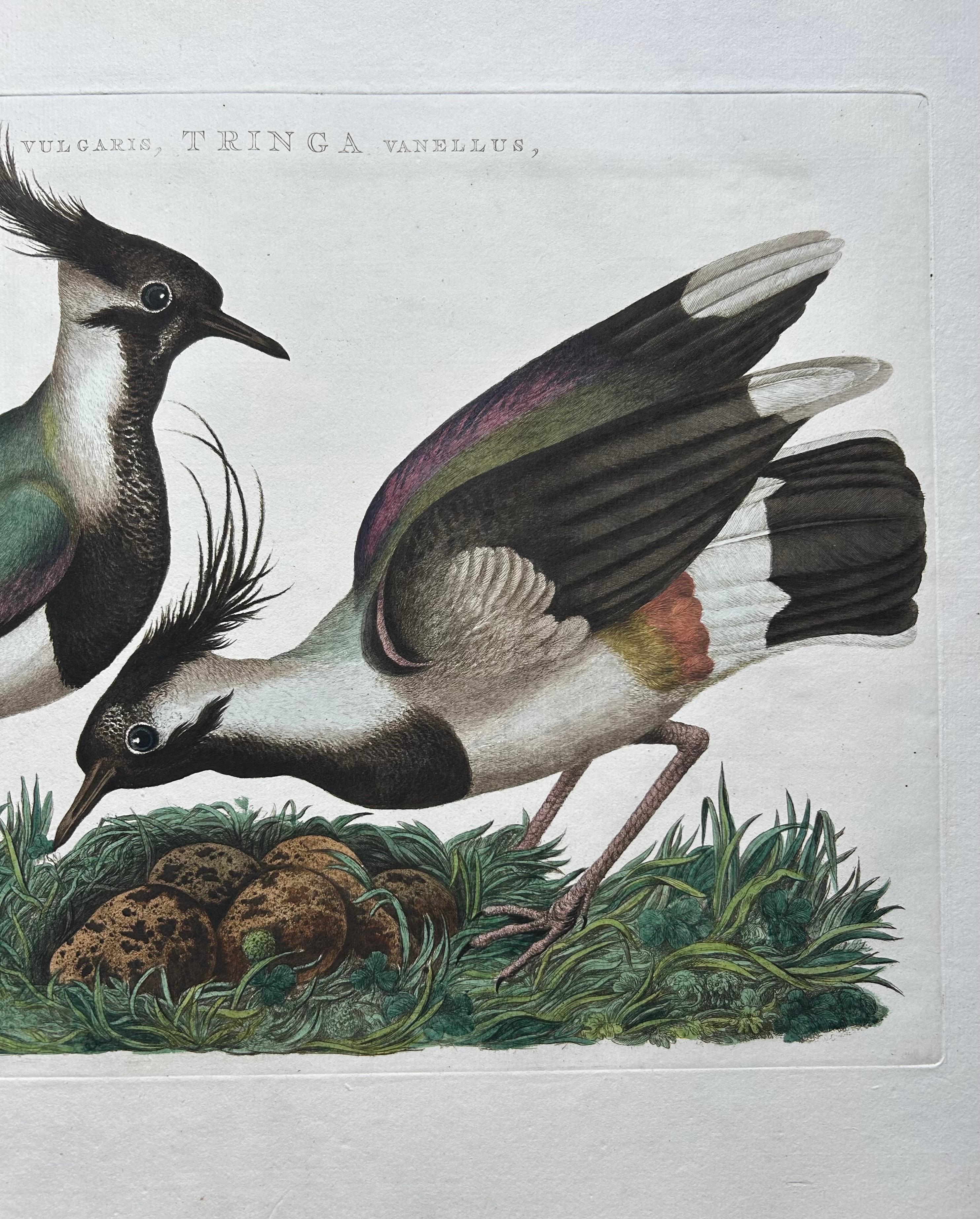 Engraved Northern Lapwing Print – Tringa Vanellus Vulgaris by Nozeman and Sepp, 1770 For Sale