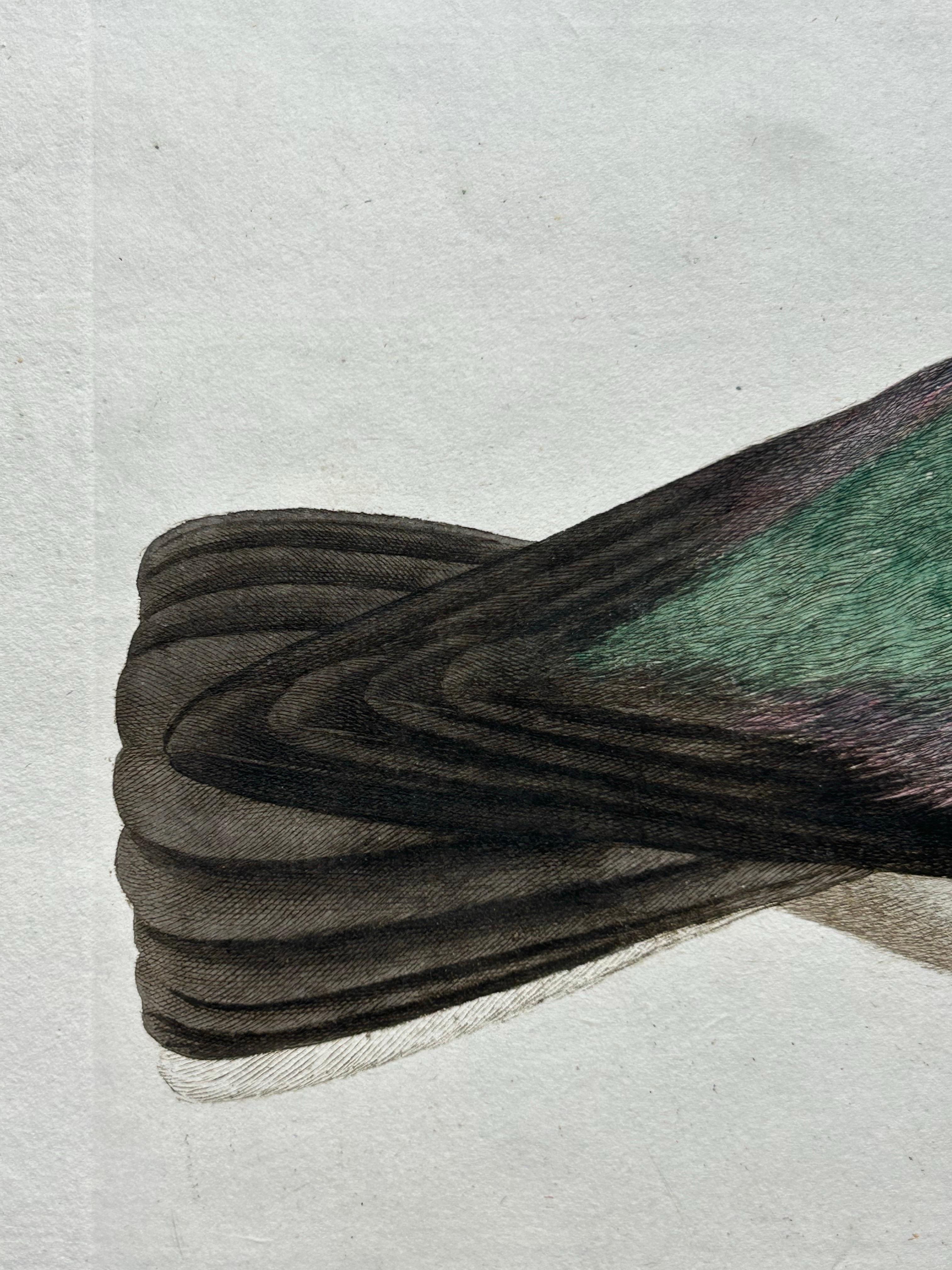 Northern Lapwing Print – Tringa Vanellus Vulgaris by Nozeman and Sepp, 1770 For Sale 2