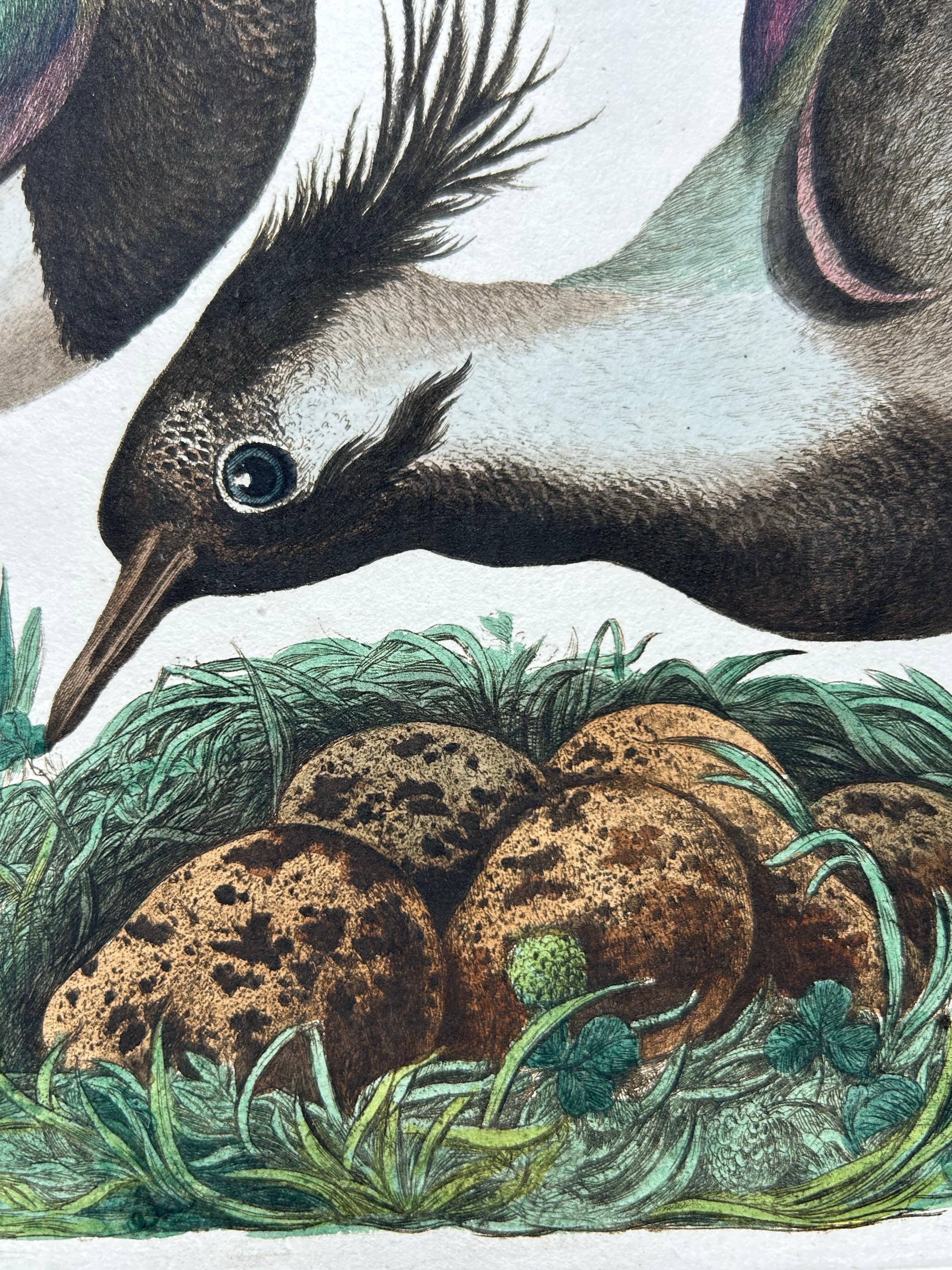 Northern Lapwing Print – Tringa Vanellus Vulgaris by Nozeman and Sepp, 1770 For Sale 3