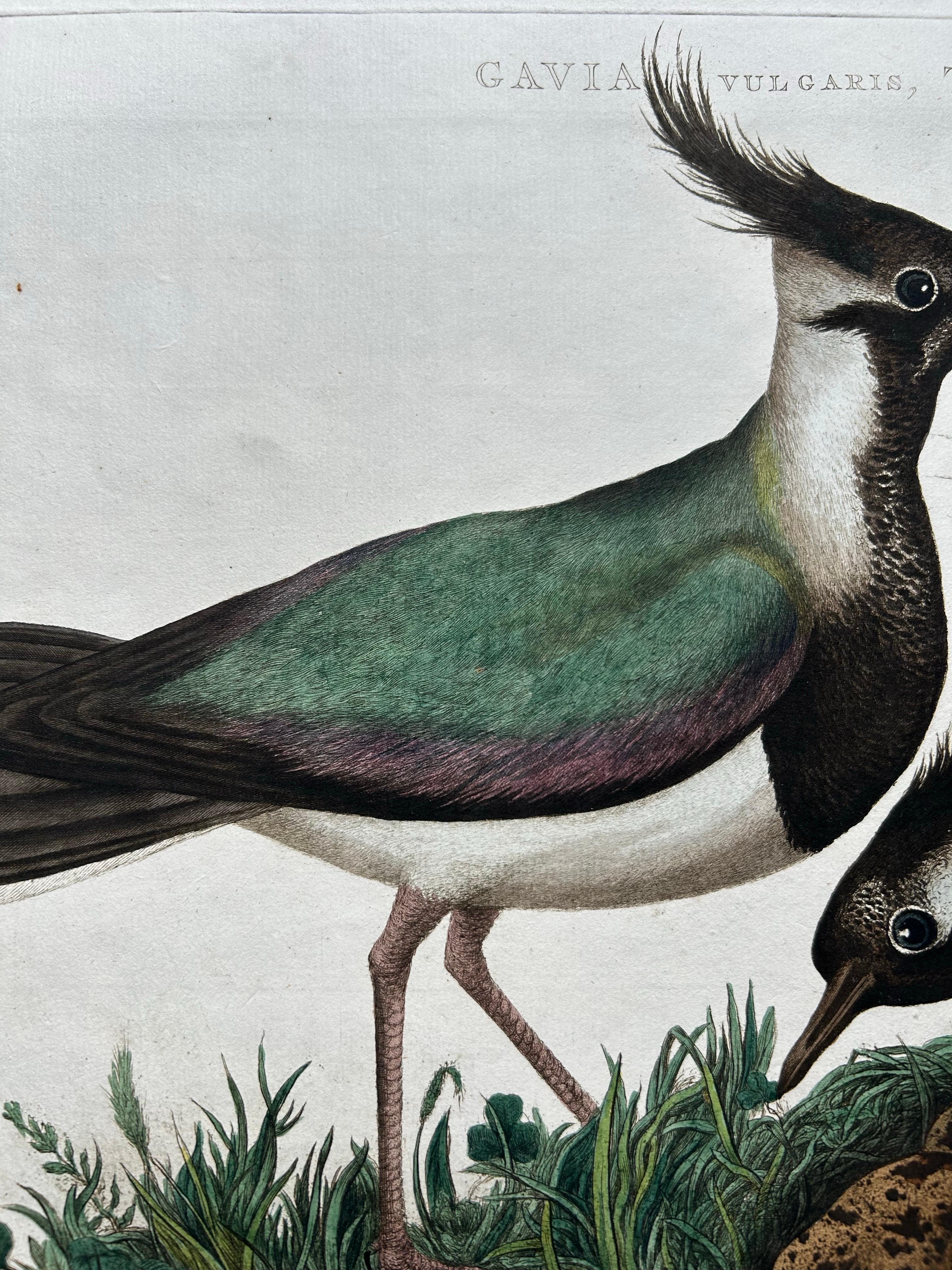 Dutch Northern Lapwing Print – Tringa Vanellus Vulgaris by Nozeman and Sepp, 1770 For Sale