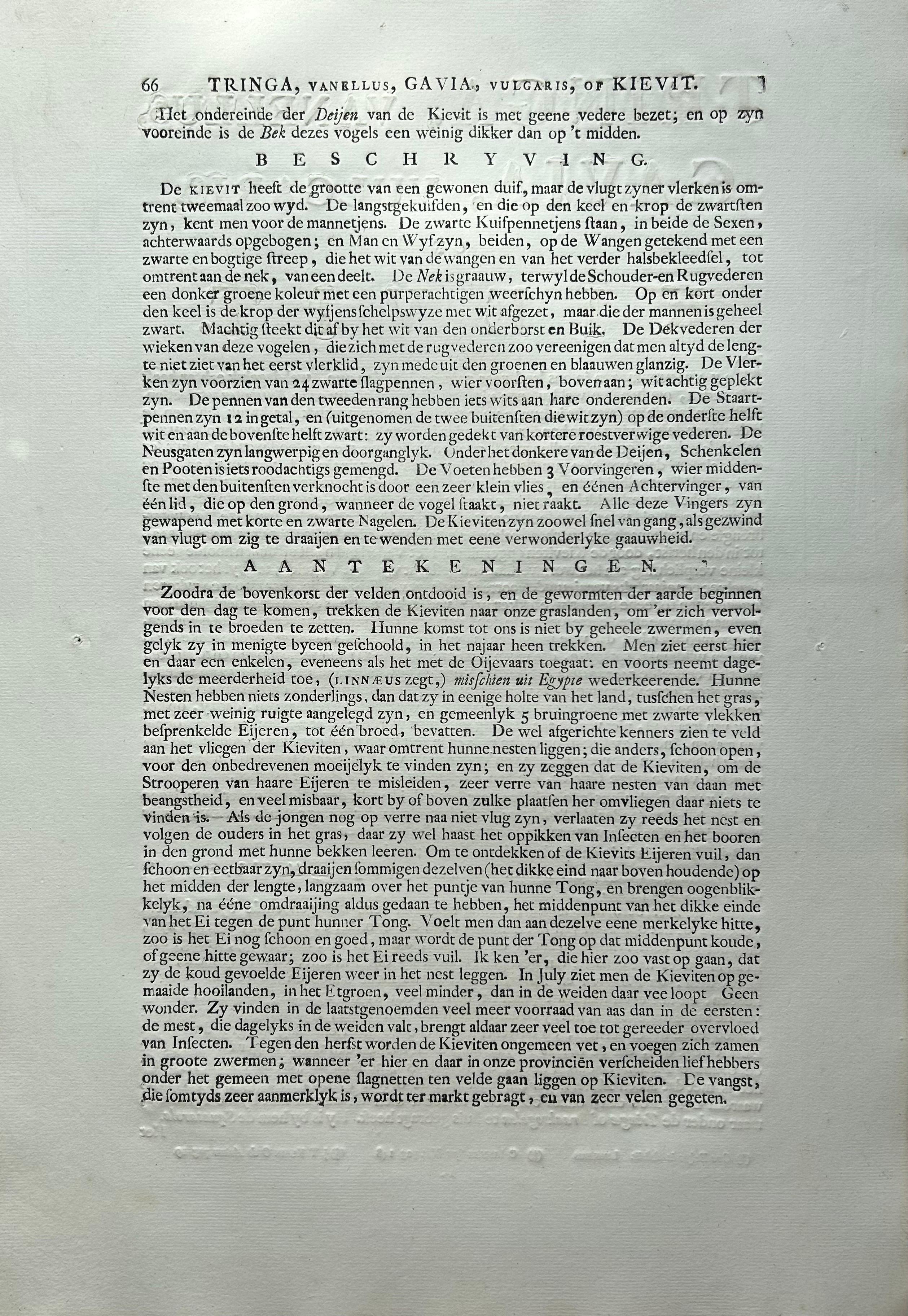 Northern Lapwing Print – Tringa Vanellus Vulgaris by Nozeman and Sepp, 1770 For Sale 5