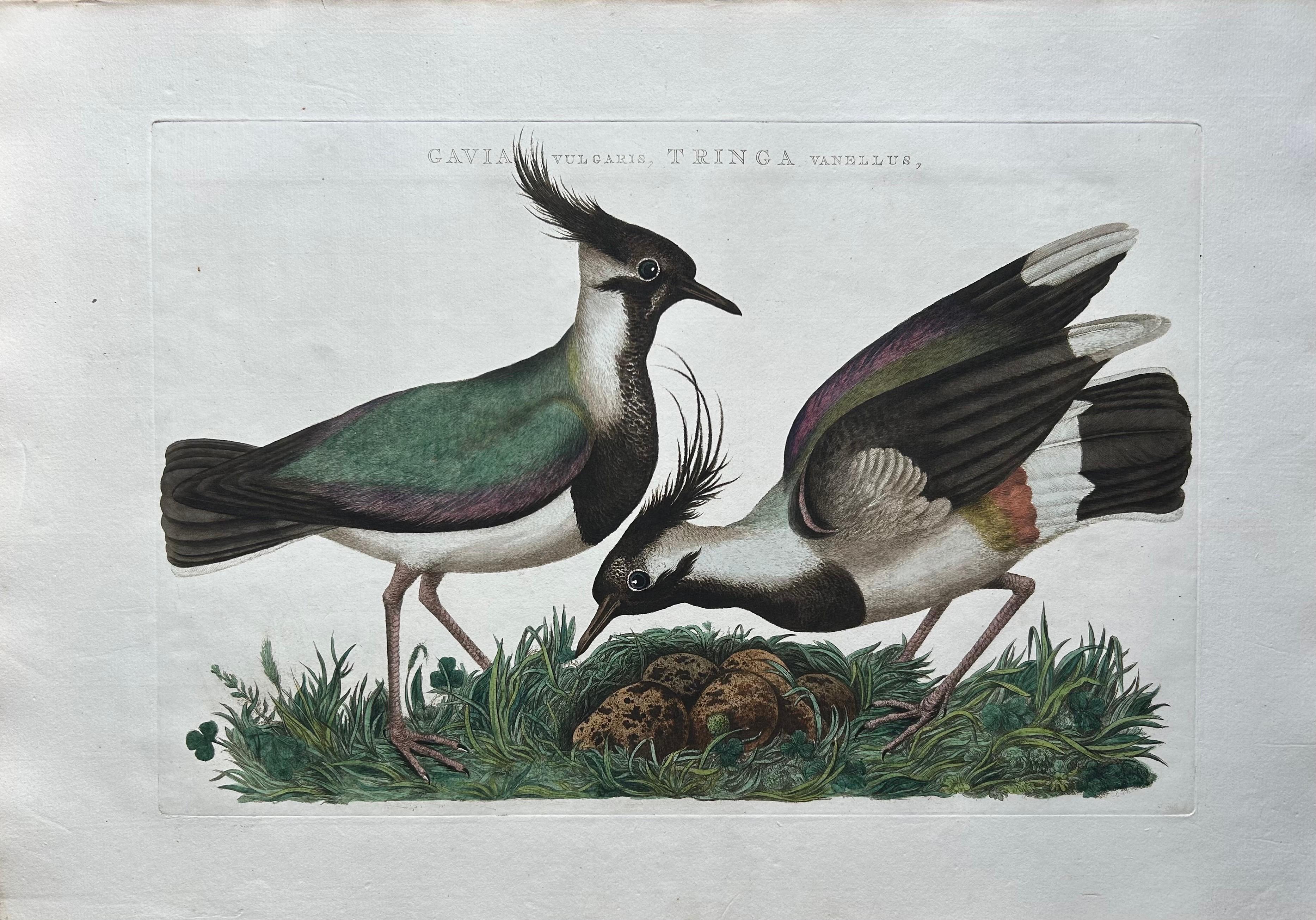 northern lapwing range