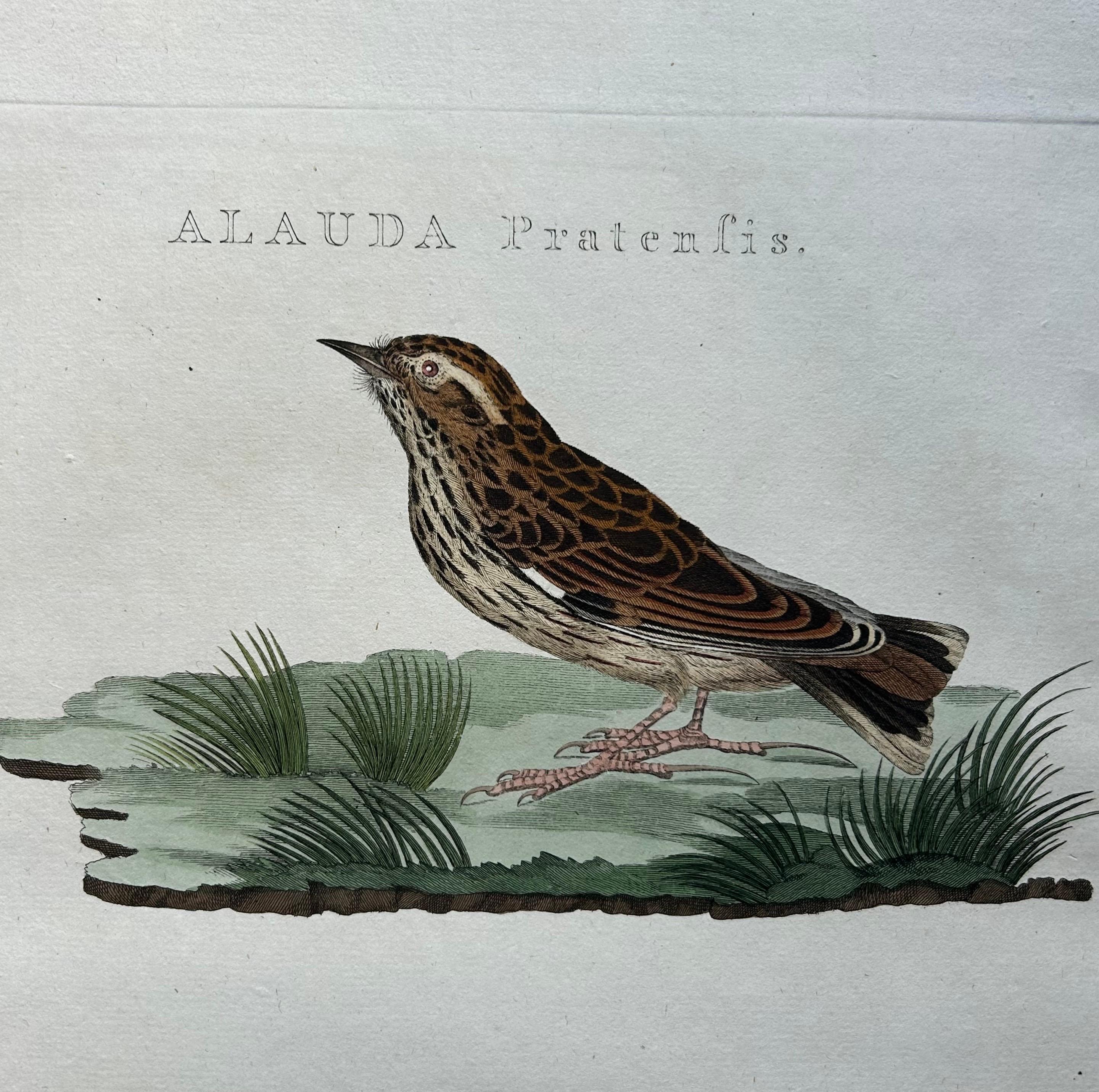 Dutch Meadow Pipit Bird Print – Alauda Pratensis from Nederlandsche Vogelen, 1809 For Sale