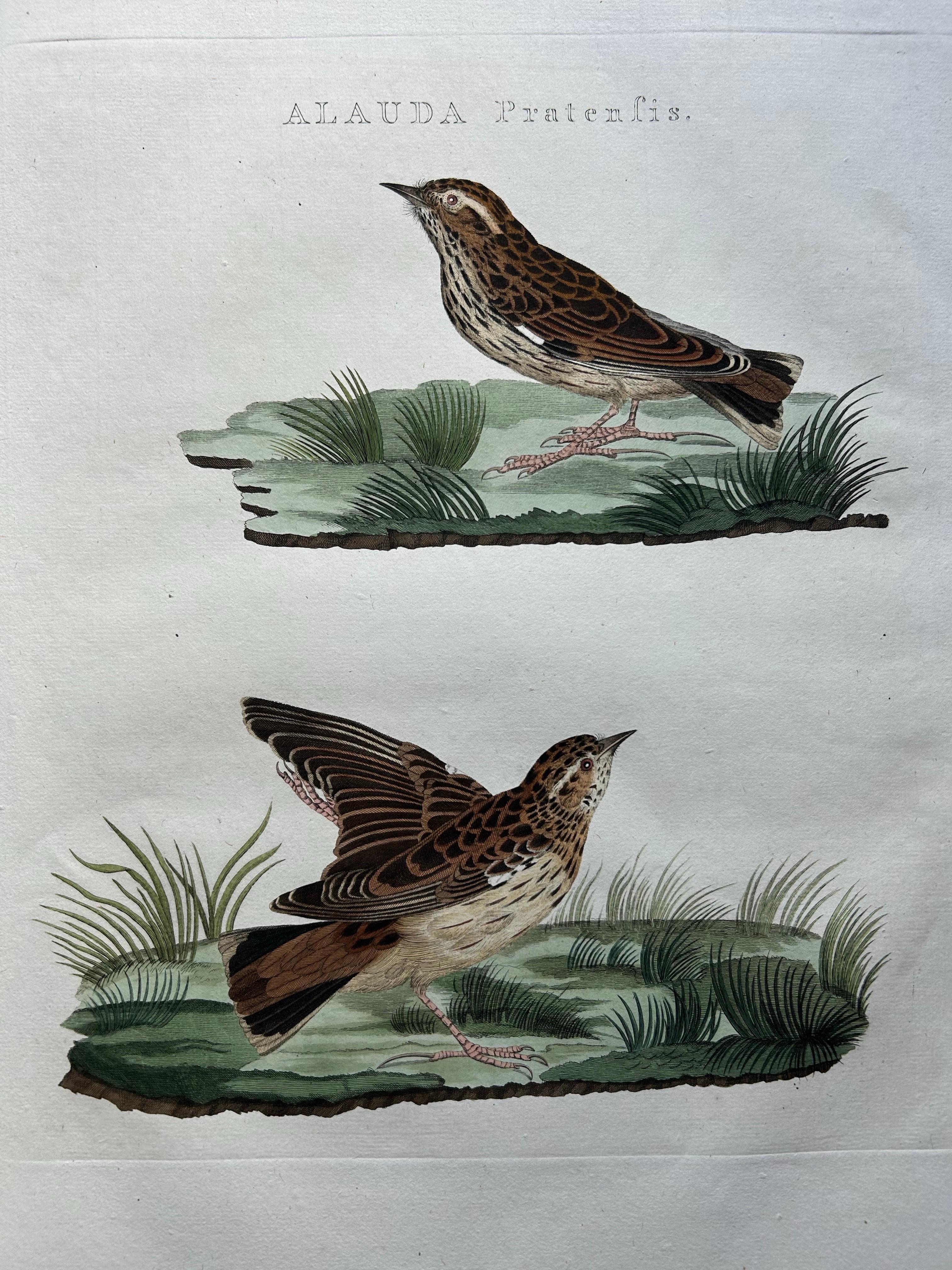 Meadow Pipit Bird Print – Alauda Pratensis from Nederlandsche Vogelen, 1809

This antique hand-colored engraving, titled ‘Alauda Pratensis’, depicts the meadow pipit (Dutch: graspieper, also known historically as gras-leeuwrik or madeliefje). The