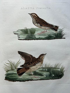Stampa dell'uccello Spioncello dei prati - Alauda Pratensis da Nederlandsche Vogelen, 1809