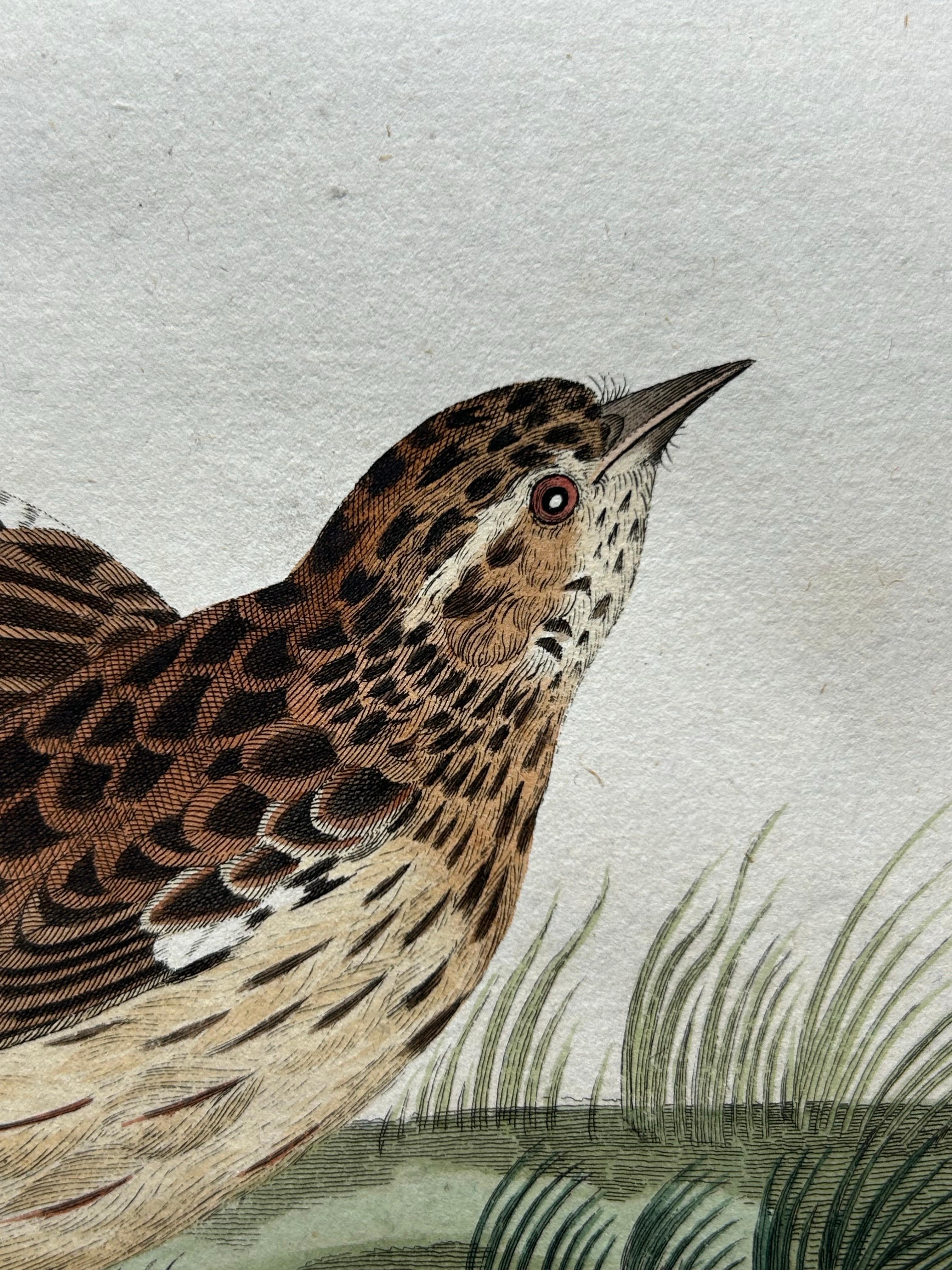 Meadow Pipit Bird Print – Alauda Pratensis from Nederlandsche Vogelen, 1809 In Good Condition For Sale In Langweer, NL