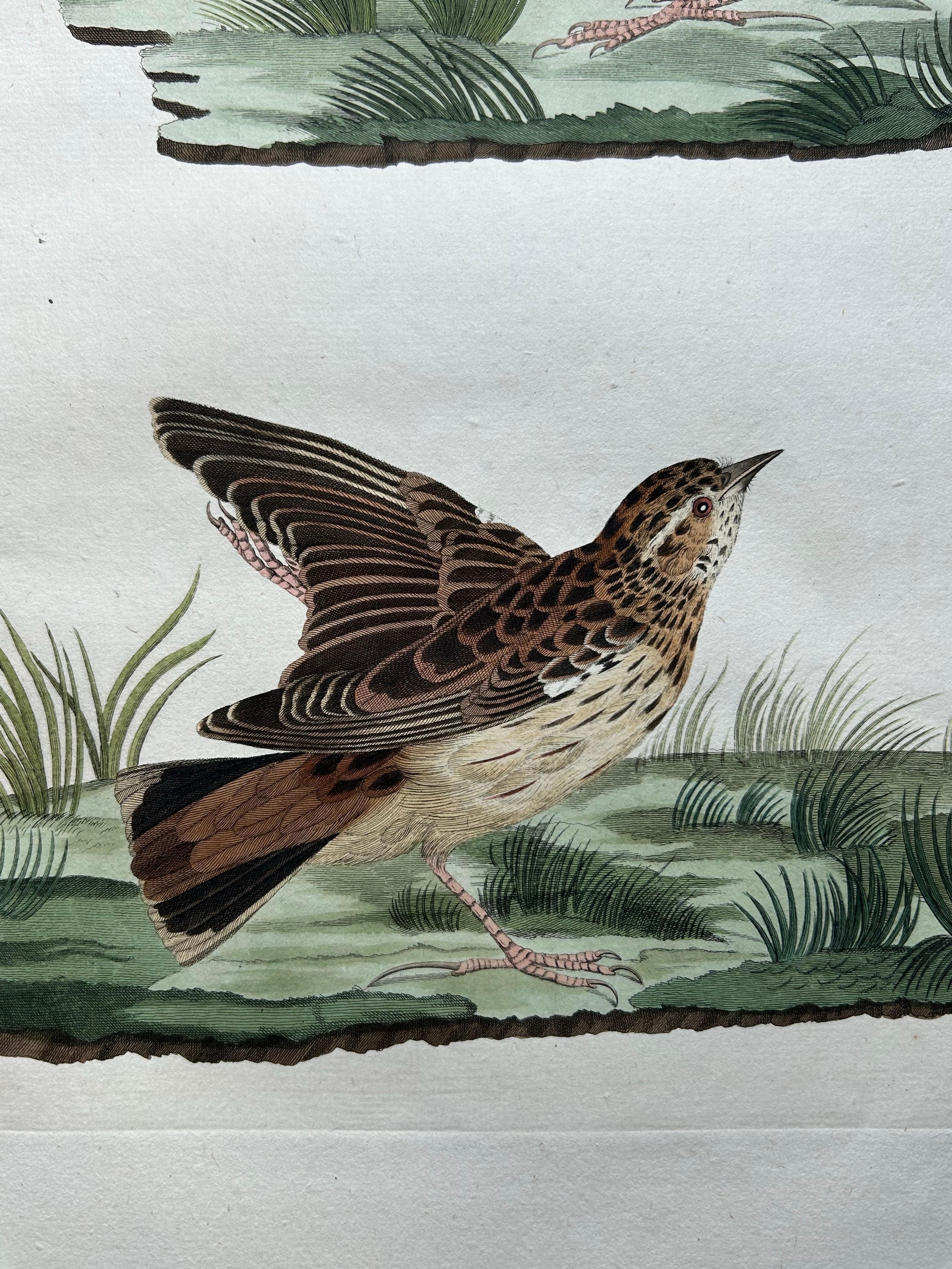 19th Century Meadow Pipit Bird Print – Alauda Pratensis from Nederlandsche Vogelen, 1809 For Sale