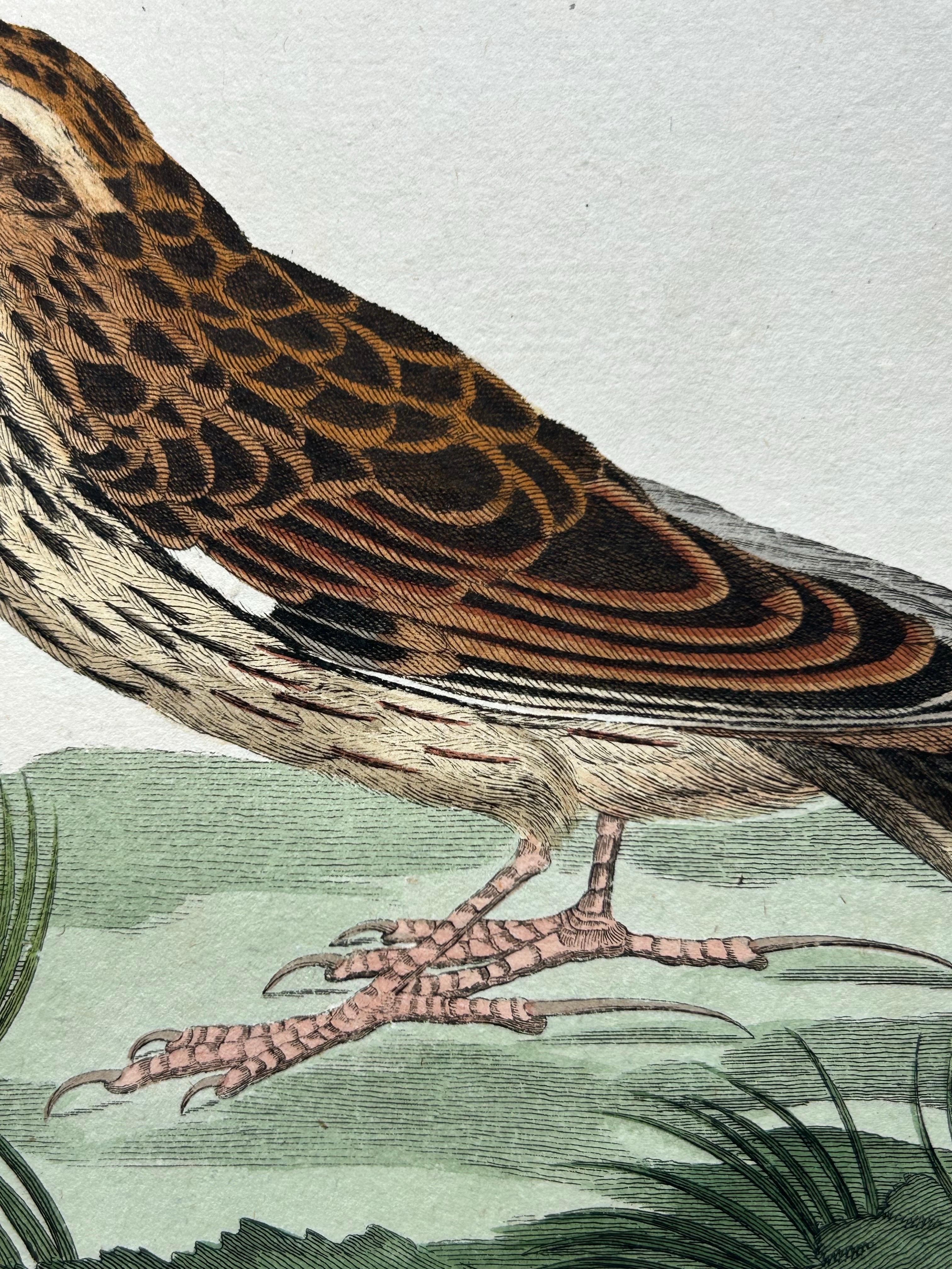 Paper Meadow Pipit Bird Print – Alauda Pratensis from Nederlandsche Vogelen, 1809 For Sale