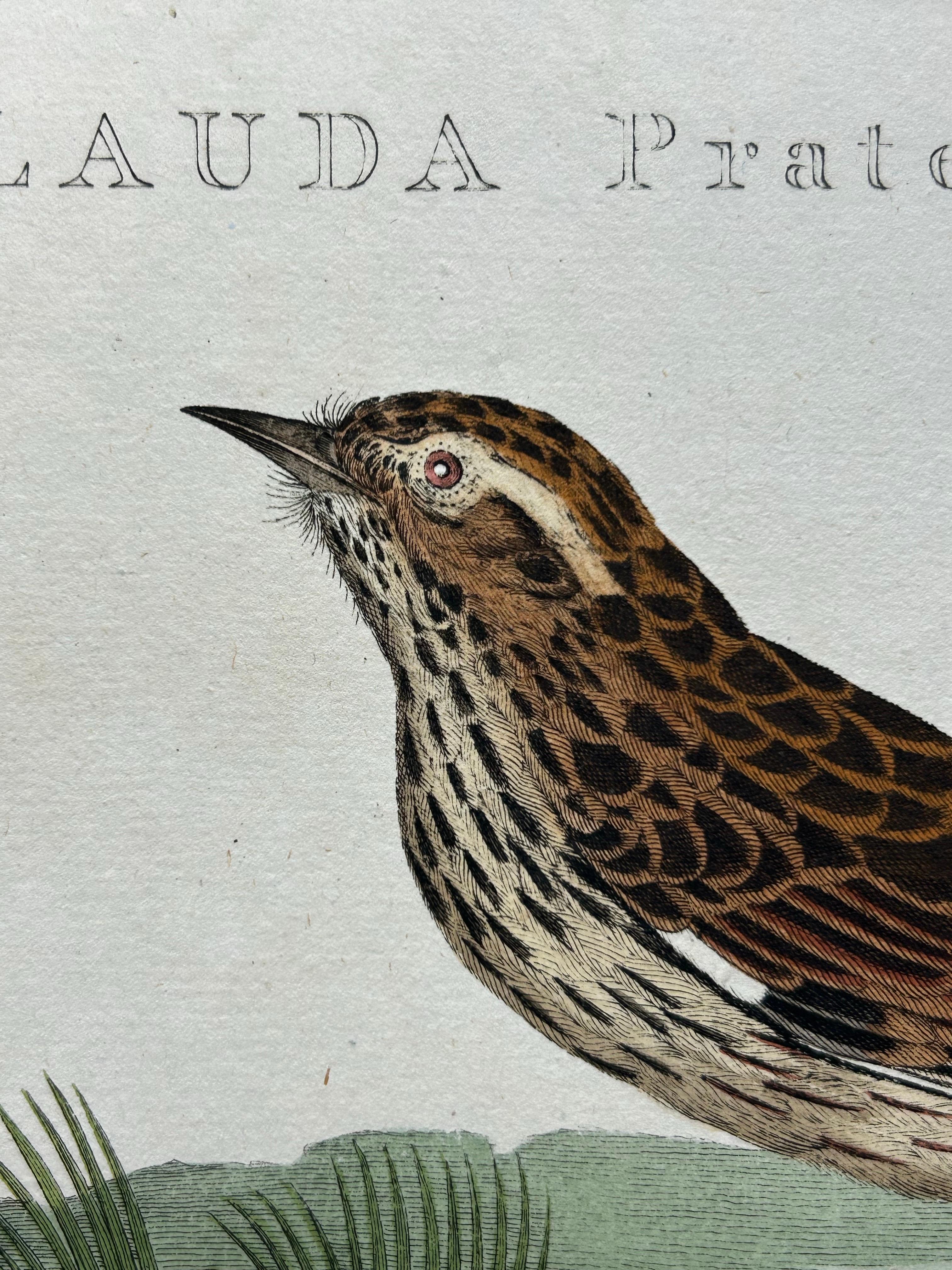 Meadow Pipit Bird Print – Alauda Pratensis from Nederlandsche Vogelen, 1809 For Sale 1