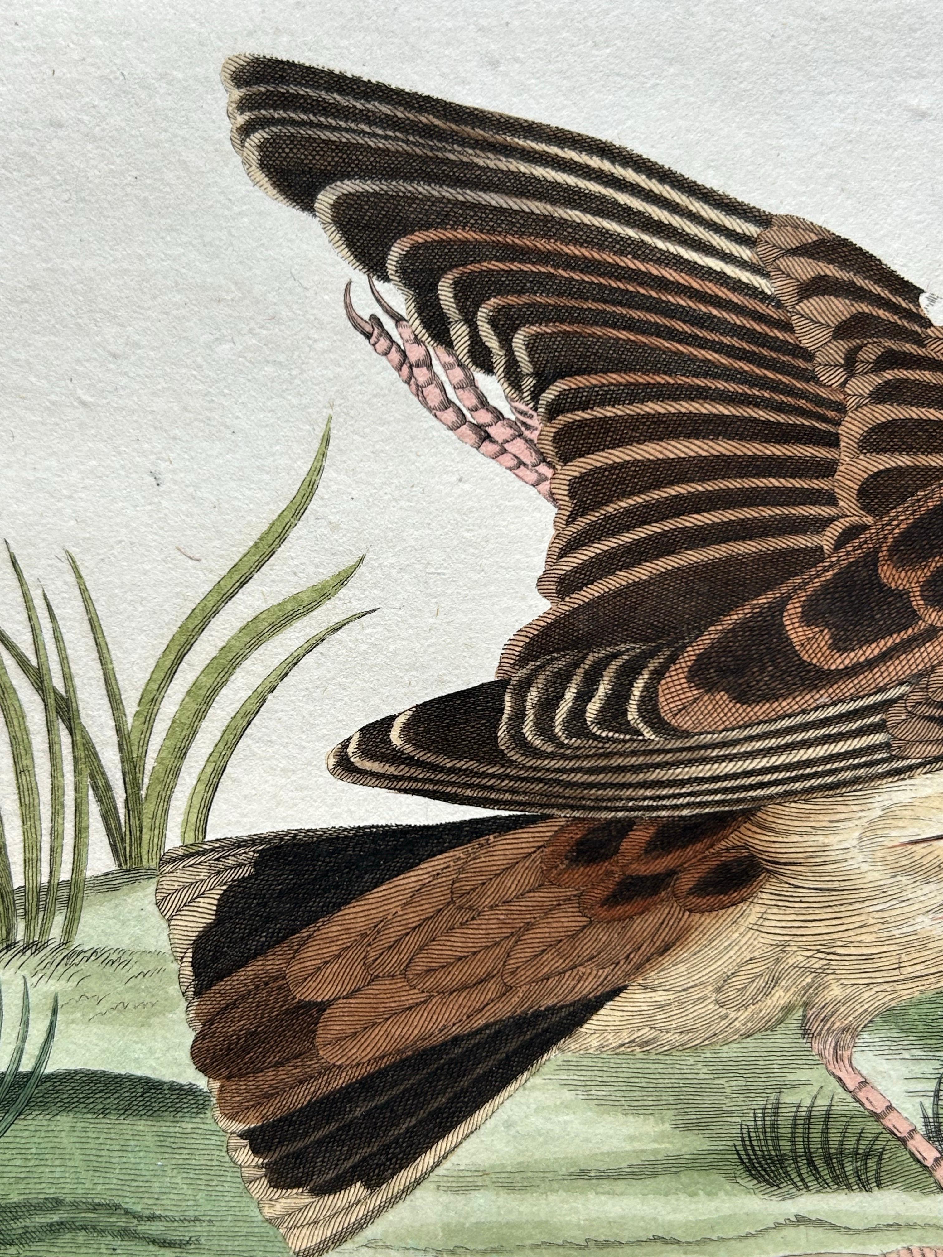 Meadow Pipit Bird Print – Alauda Pratensis from Nederlandsche Vogelen, 1809 For Sale 2