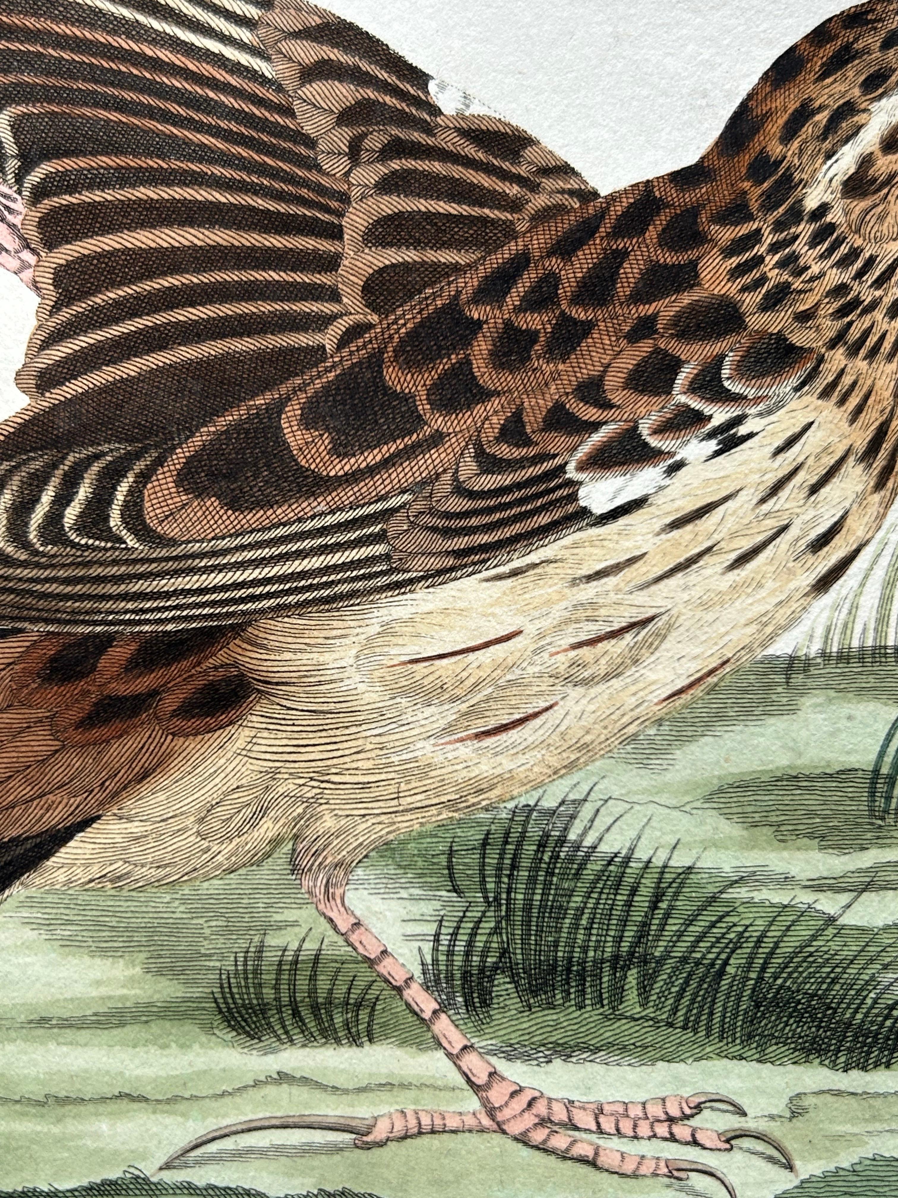 Meadow Pipit Bird Print – Alauda Pratensis from Nederlandsche Vogelen, 1809 For Sale 3