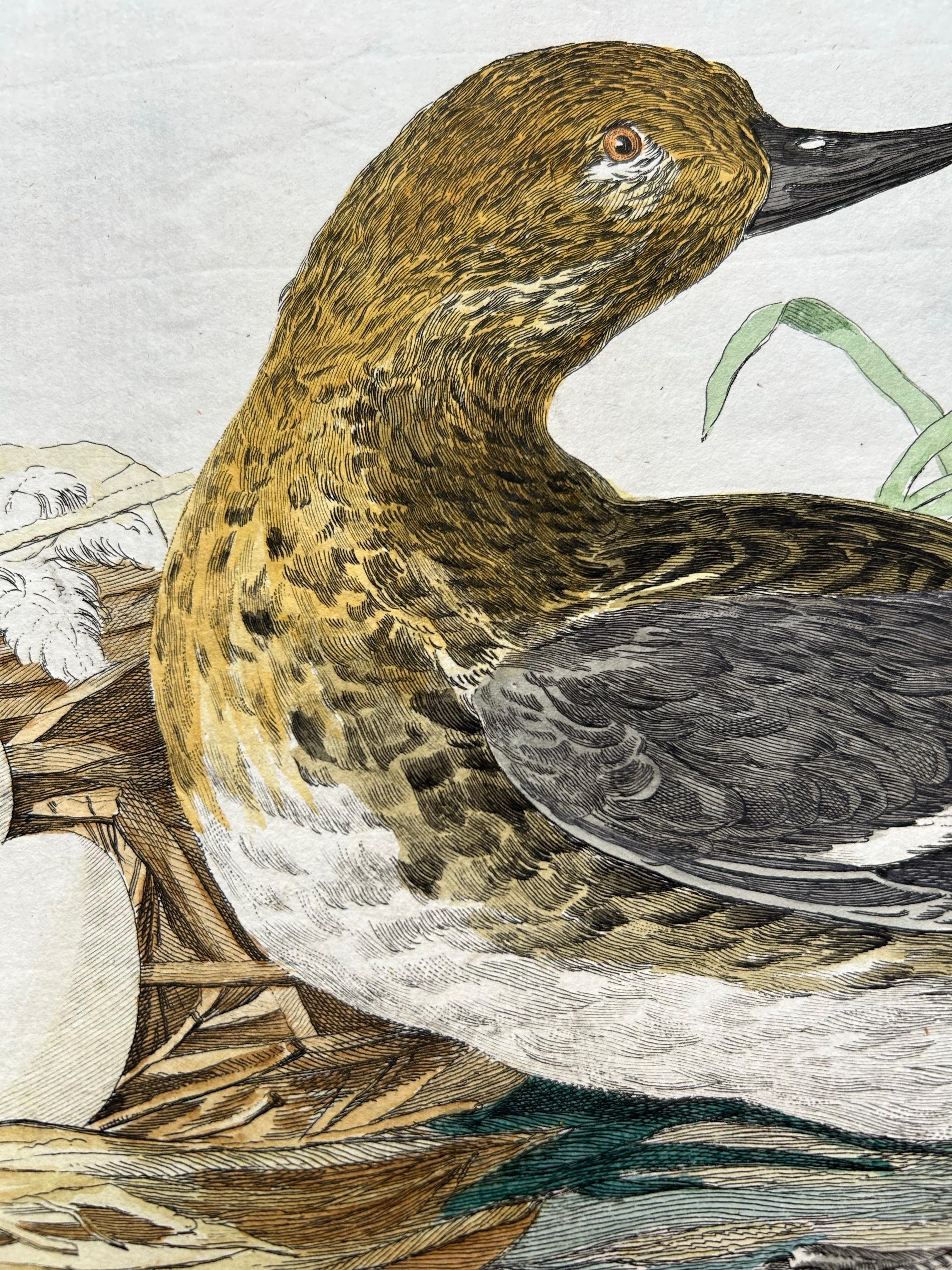 Eurasian Teal (Anas crecca) – Female with Nest and Eggs, Nozeman & Sepp, 1789

This antique hand-colored engraving, titled ‘Anas Crecca’, depicts the female Eurasian teal (Dutch: wintertaling) beside her nest with eggs. The Eurasian teal, also known