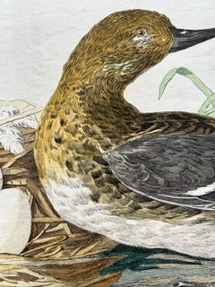 Eurasian Teal (Anas crecca) – Female with Nest and Eggs, Nozeman & Sepp, 1789