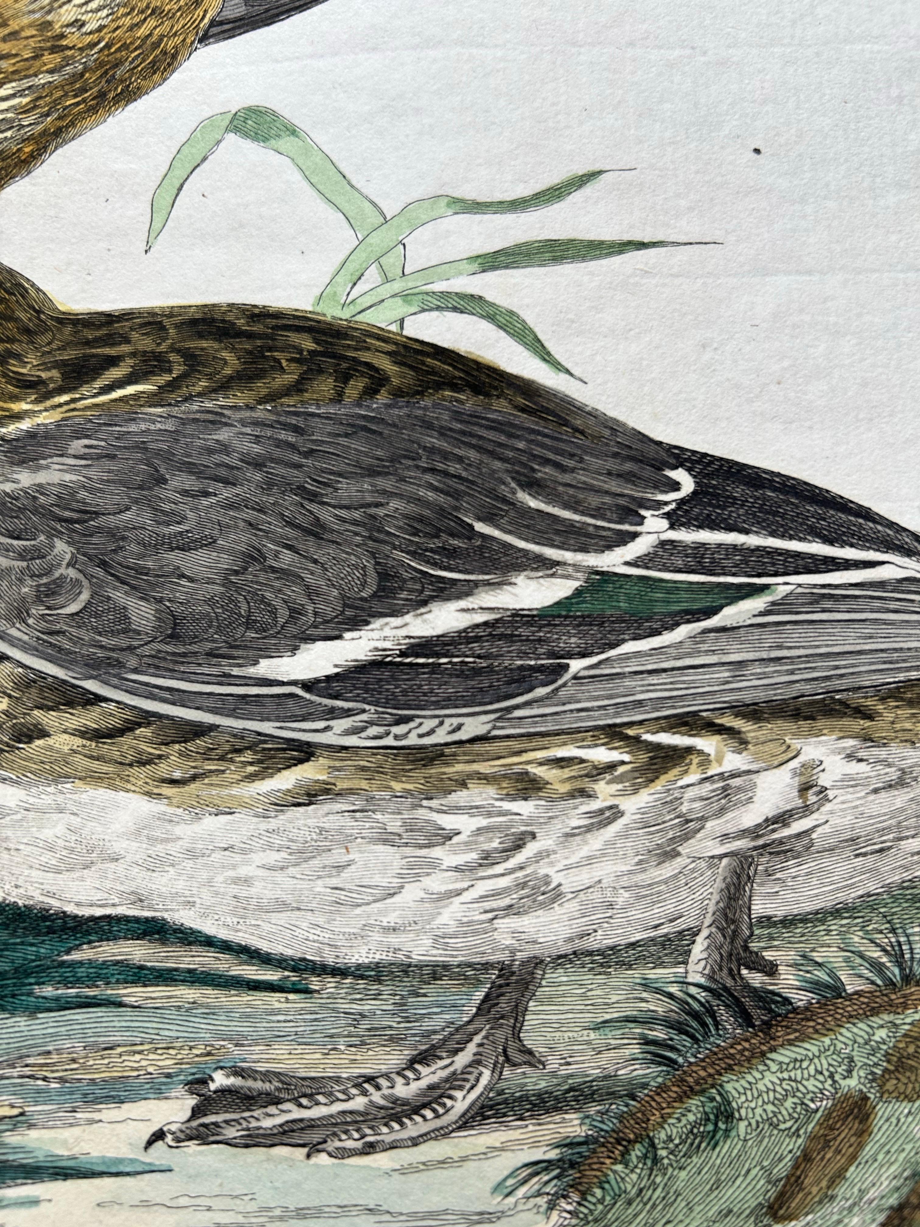 Dutch Eurasian Teal (Anas crecca) – Female with Nest and Eggs, Nozeman & Sepp, 1789 For Sale