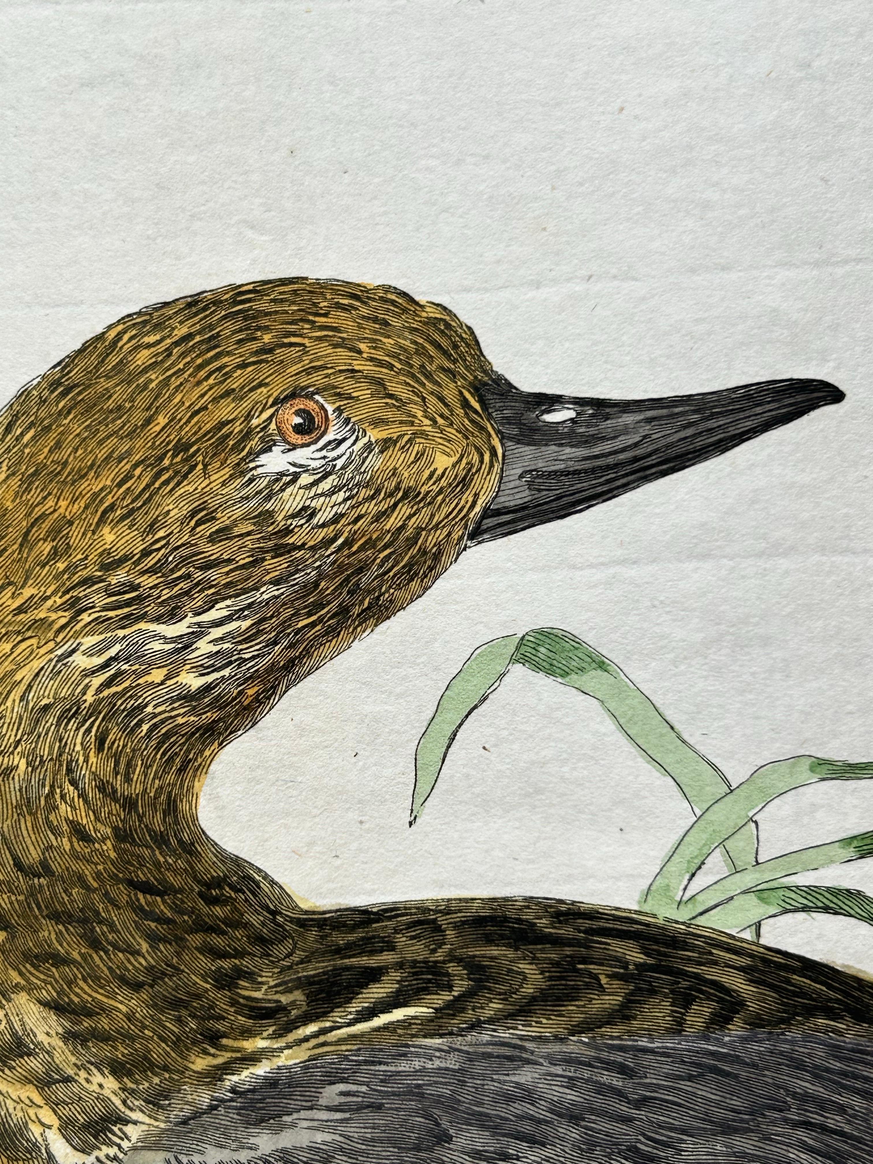 18th Century and Earlier Eurasian Teal (Anas crecca) – Female with Nest and Eggs, Nozeman & Sepp, 1789 For Sale