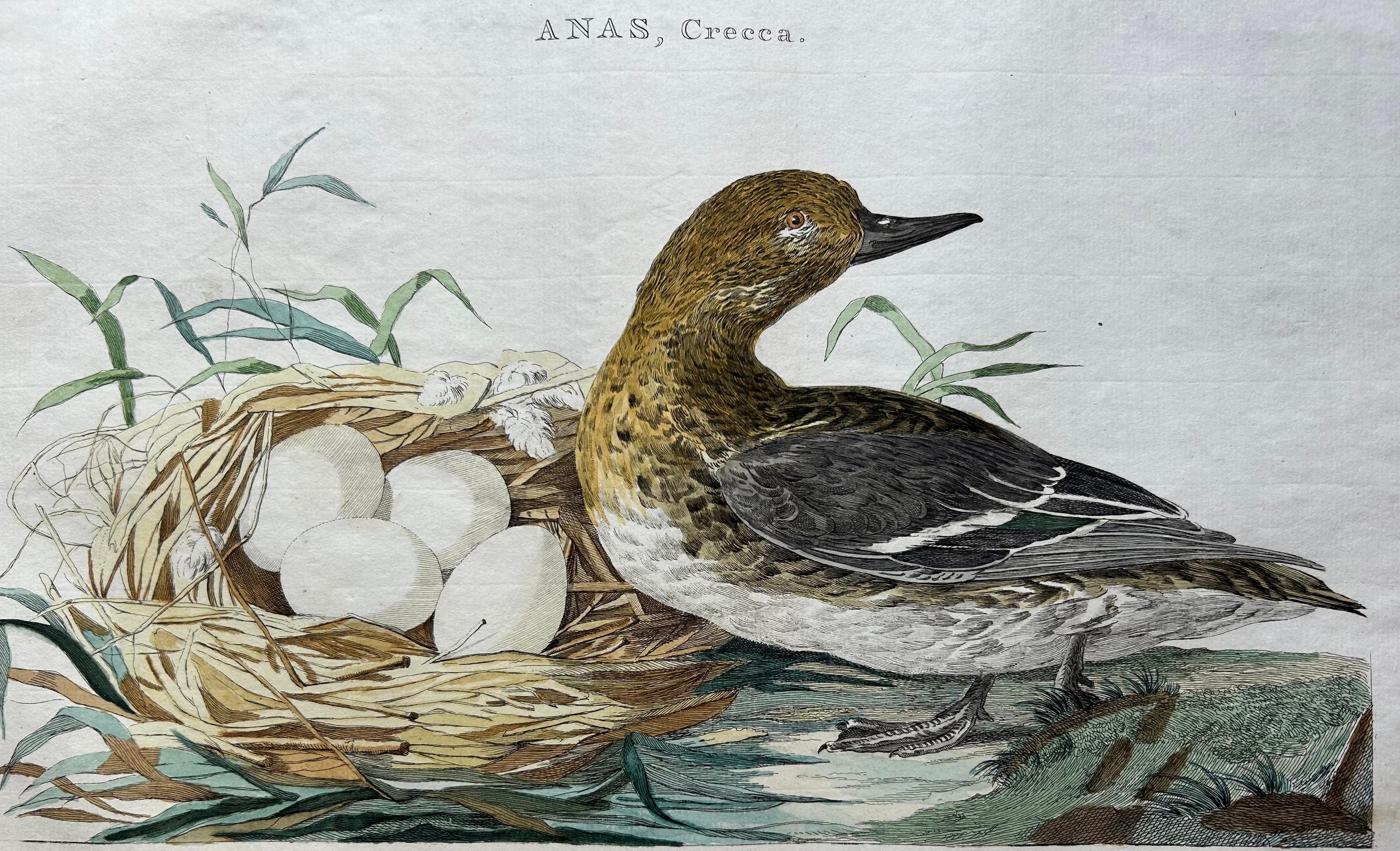 Eurasian Teal (Anas crecca) – Female with Nest and Eggs, Nozeman & Sepp, 1789 For Sale 3
